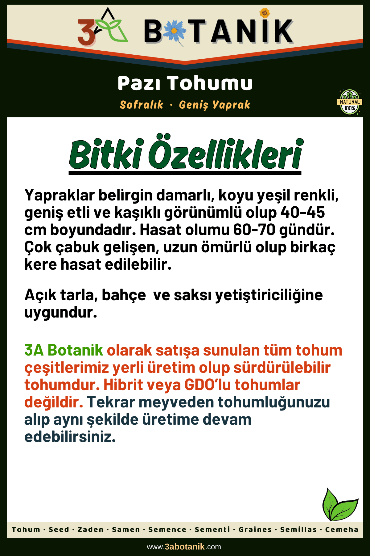 Geniş Yaprak Pazı Tohumu