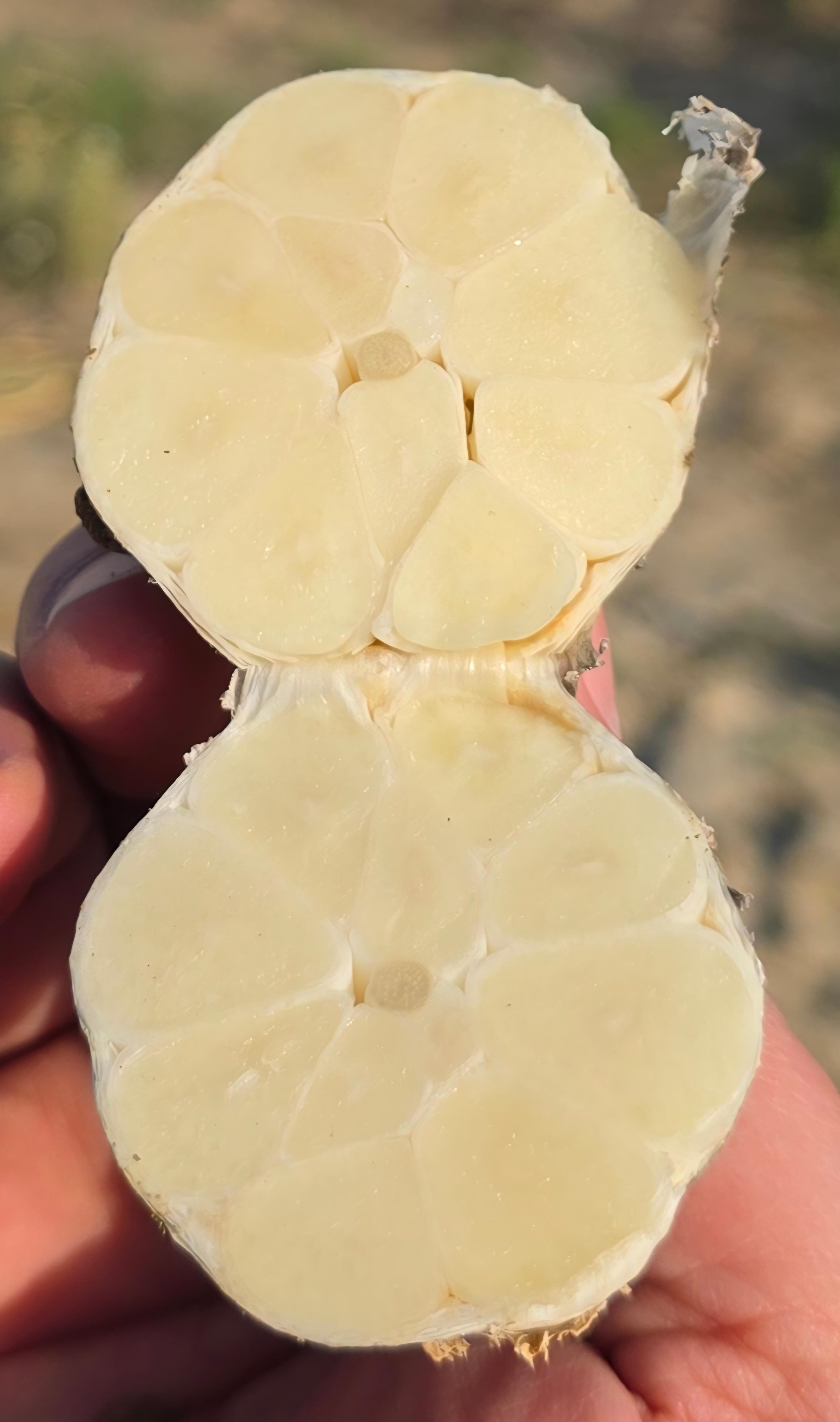 İZMİR SARIMSAĞI (Yüksek Aromalı - Gurme Ürün) 2 kg