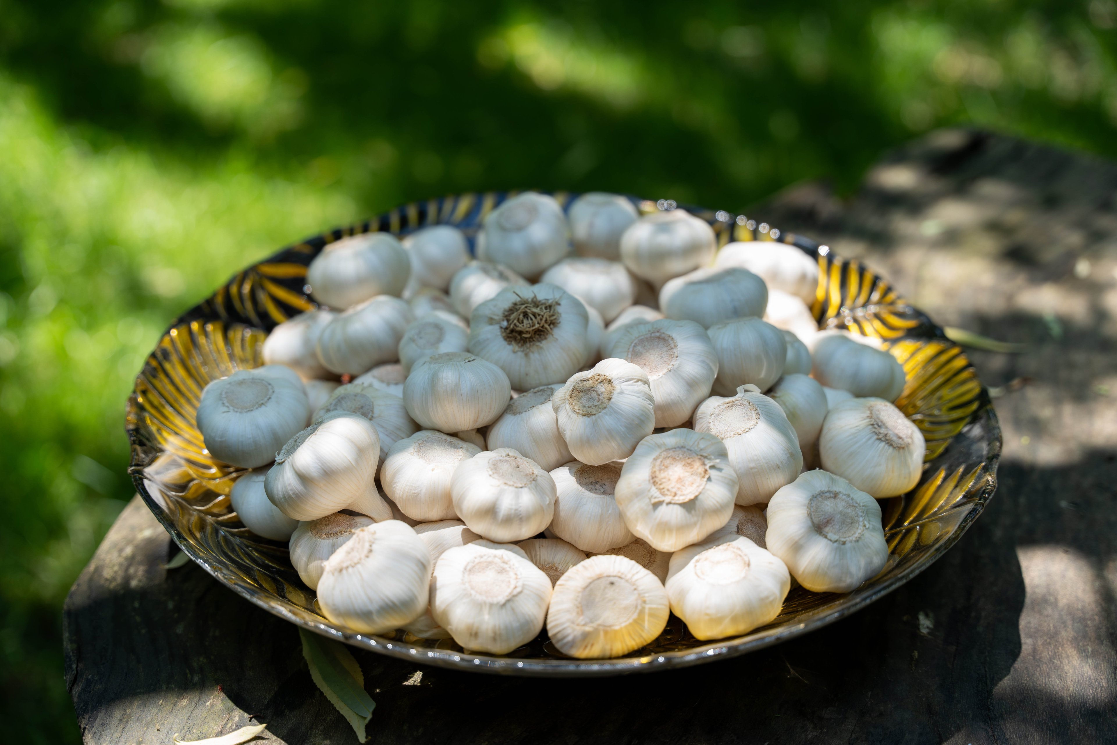 İZMİR SARIMSAĞI (Yüksek Aromalı - Gurme Ürün) 2 kg