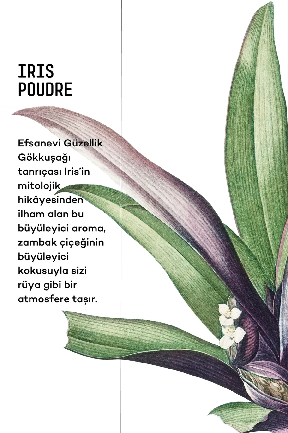 Vavana Jooy Car Fr Iris Poudre 