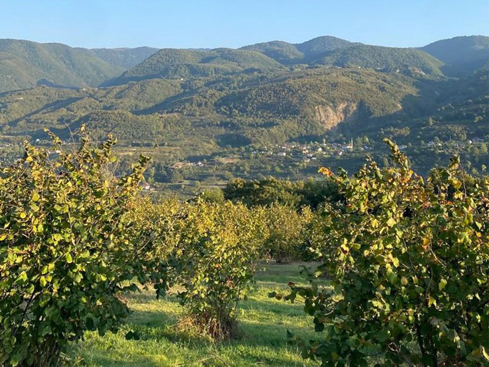 PANORAMİK DOĞA MANZARALI, 4300M2, EV YAPIMINA UYGUN FIRSAT FINDIK BAHÇESİ – KARAPELİT MH