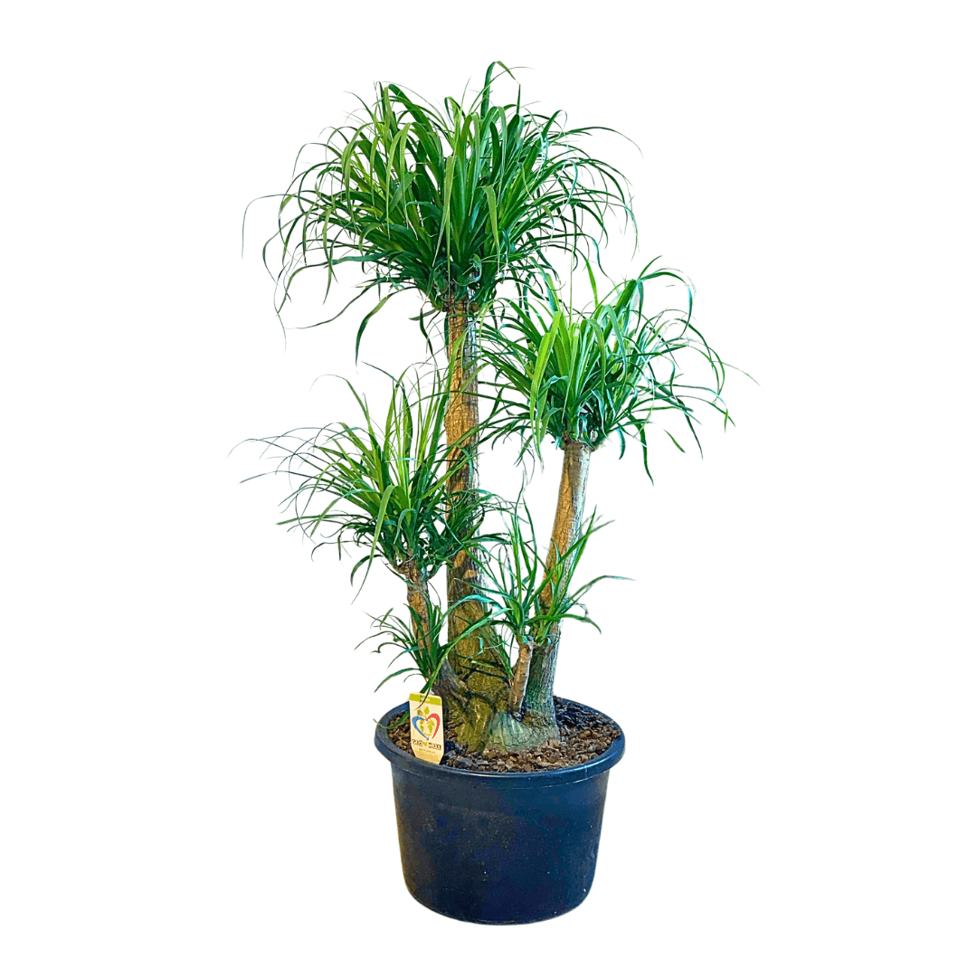 Nolina Fil Ayağı (Beaucarnea Recurvata) 130-140 cm (Çatallı Çok Yıllık)