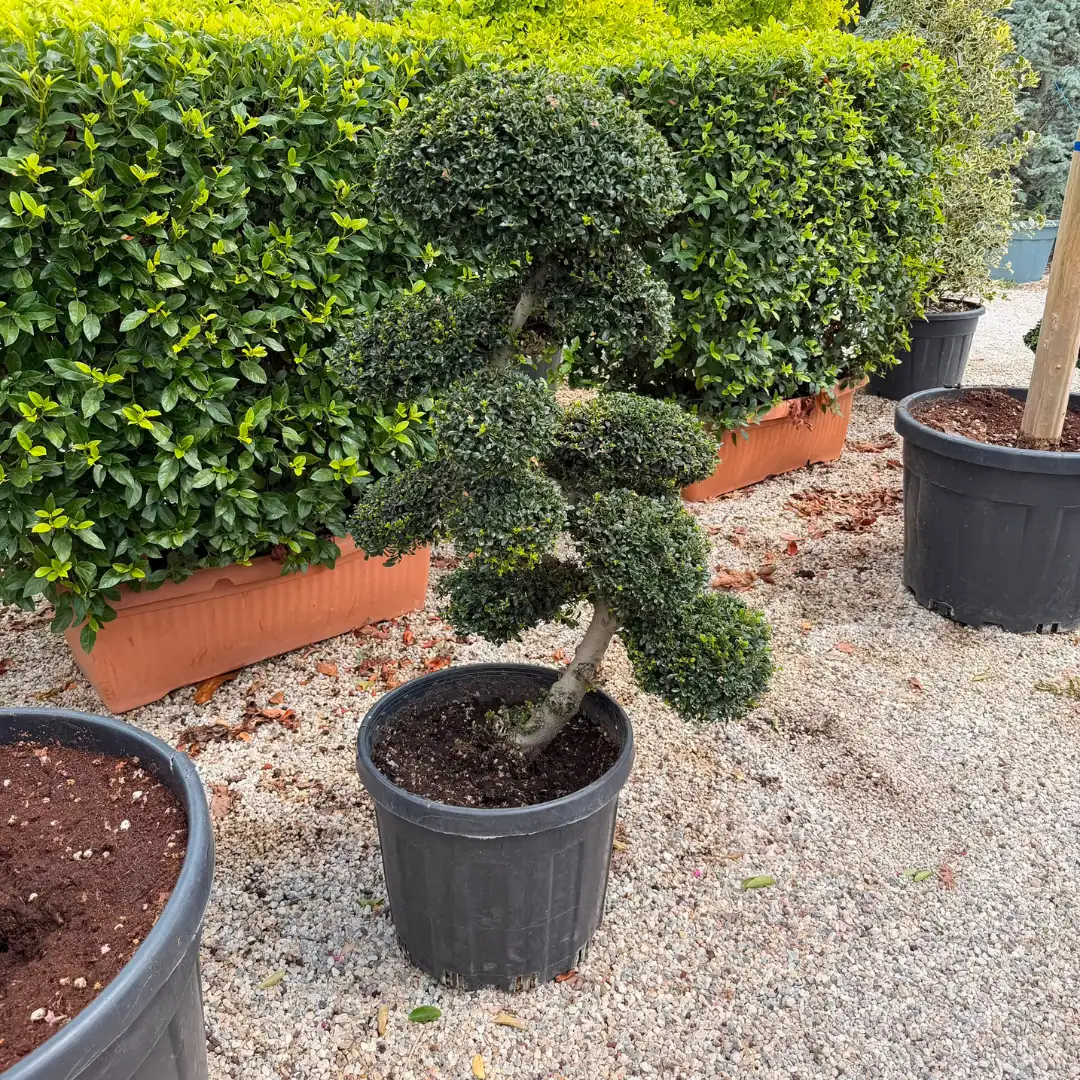 Bonsai Çeşitleri