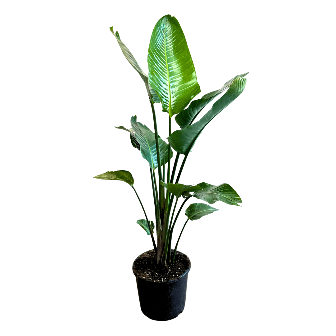 Strelitzia Nicolai Starliçe 2 Gövdeli 150-160 cm