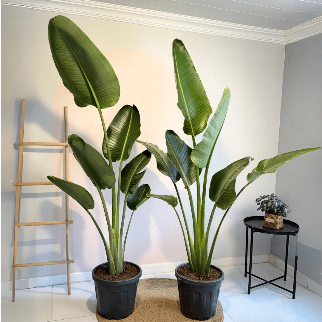 Starliçe (Strelitzia Nicolai 180-200 cm) Tek Gövdeli Beyaz Cennet Kuşu