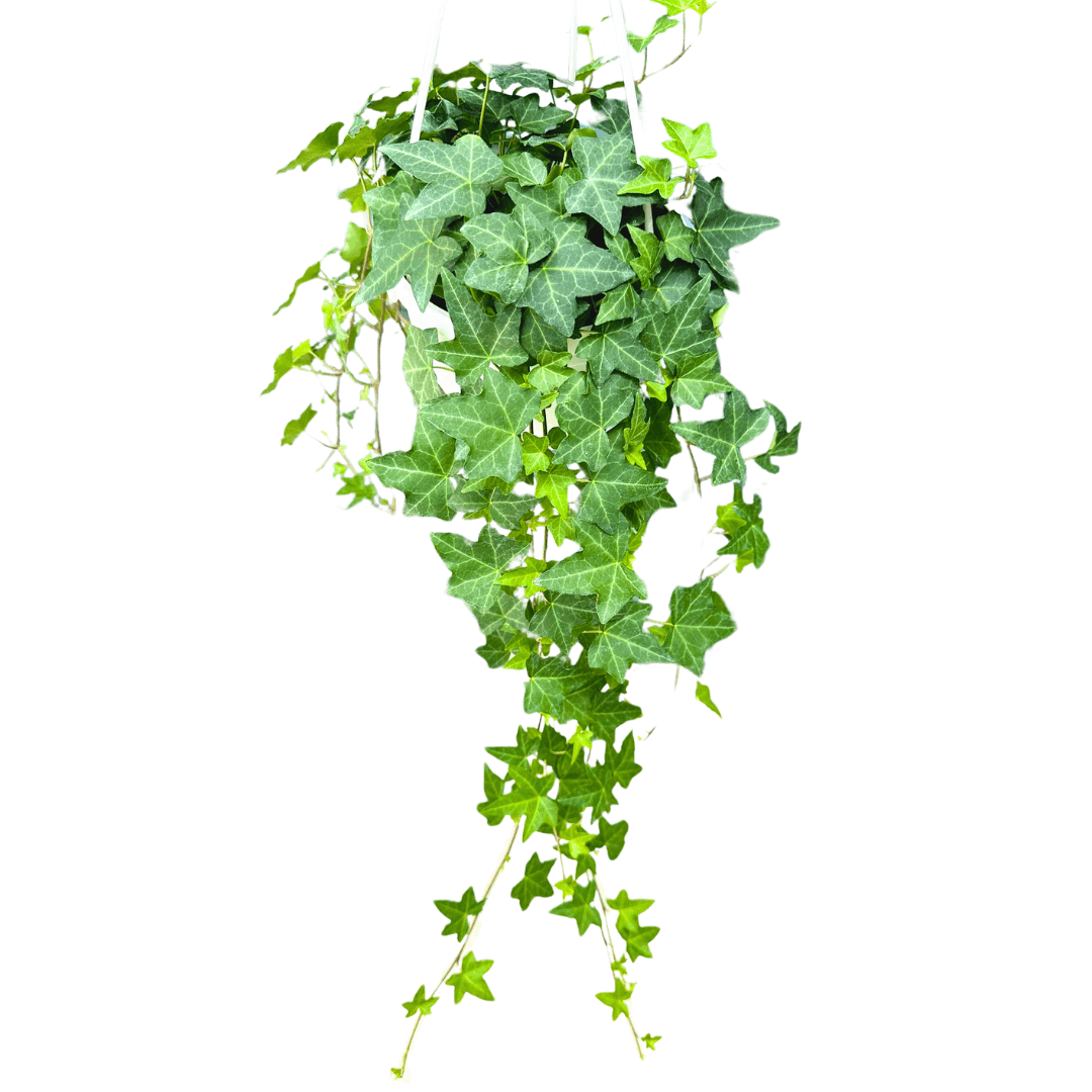 Hedera Helix (Orman Sarmaşığı)