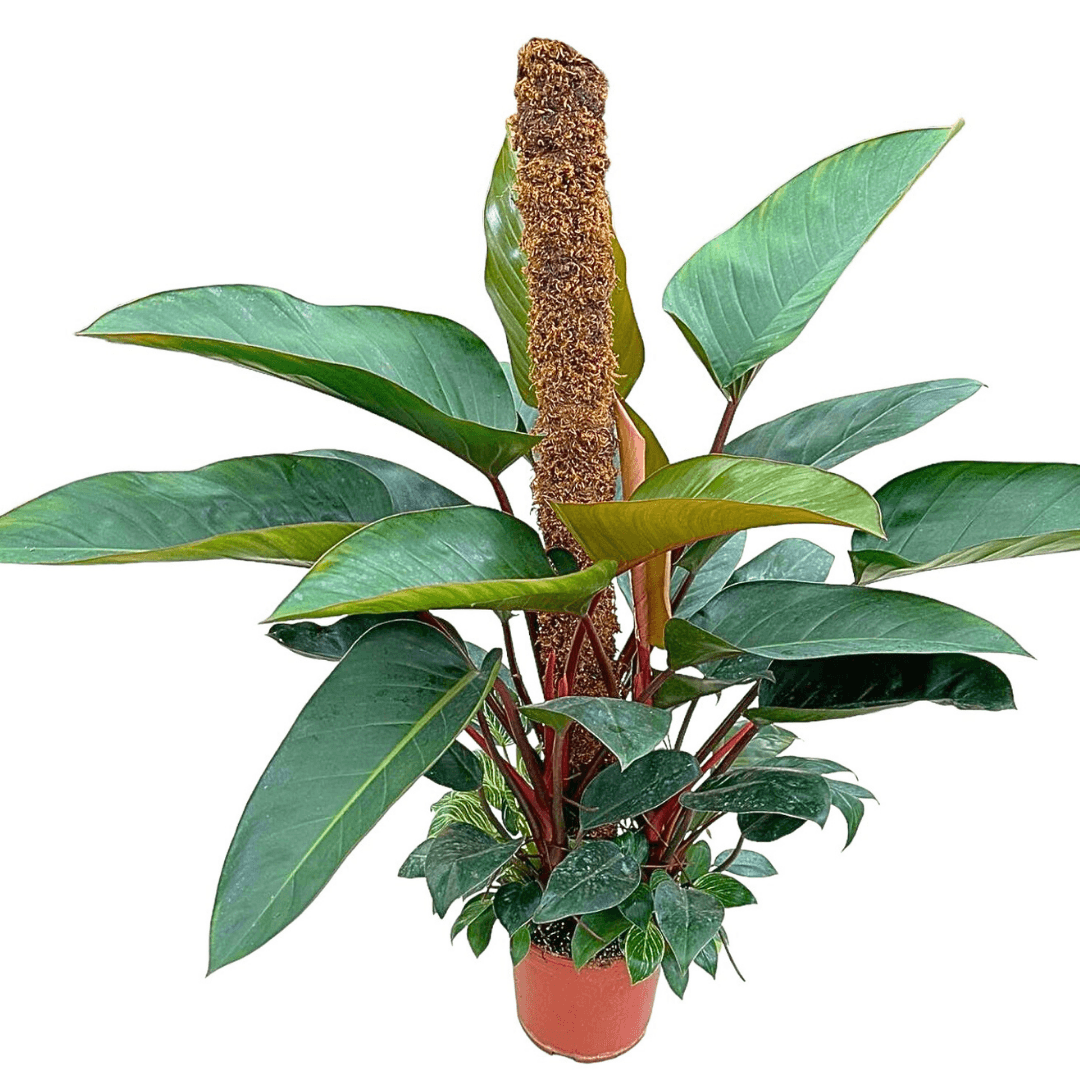 Philodendron Congo Rojo, Philodendorn Birkin 100 cm