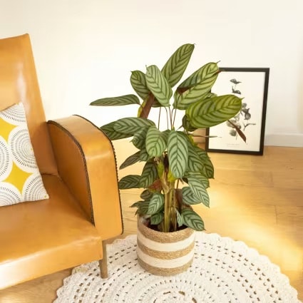 Calathea Ctenanthe Oppenheimiana 60-70 cm