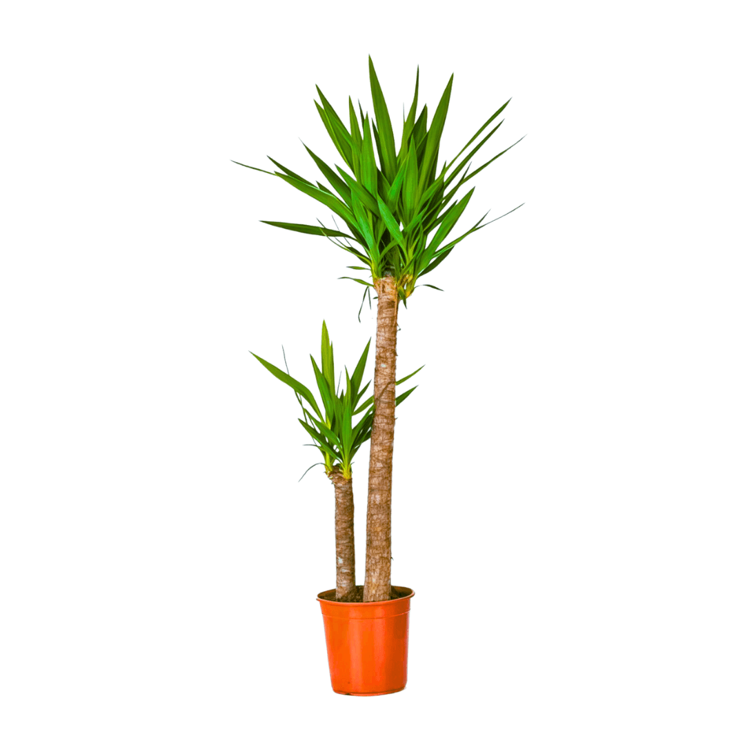Yucca 2 Gövdeli 130-140 cm (Yuka 2 Kollu) 