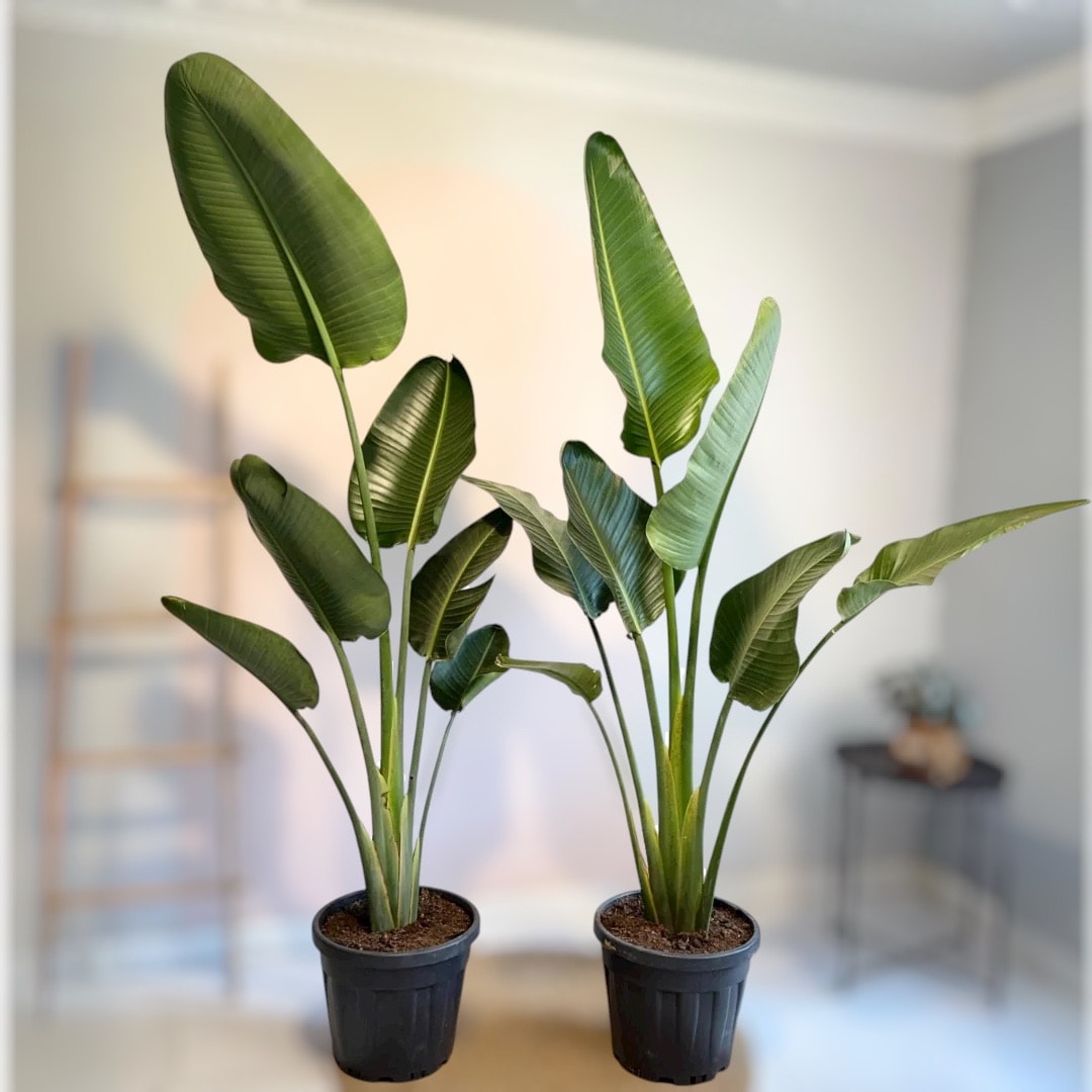 Starliçe (Strelitzia Nicolai 180-200 cm) Tek Gövdeli Beyaz Cennet Kuşu