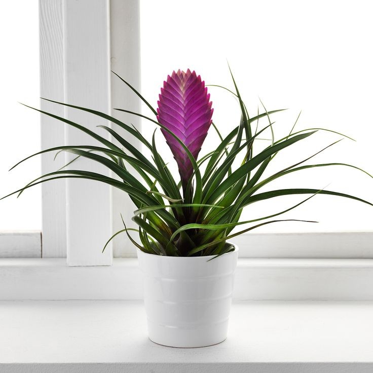 Tillandisia-hava bitkisi-ithal