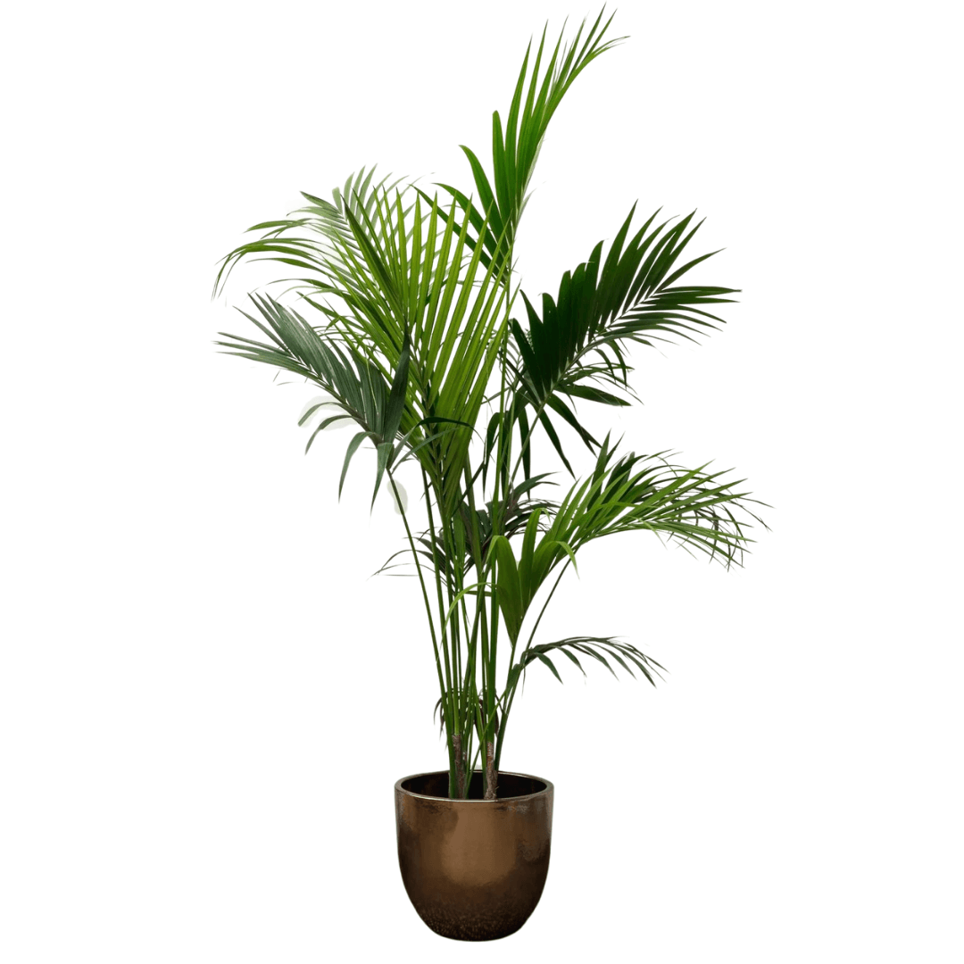 Kentia Palmiyesi- Howea Forsteriana 180-200 CM