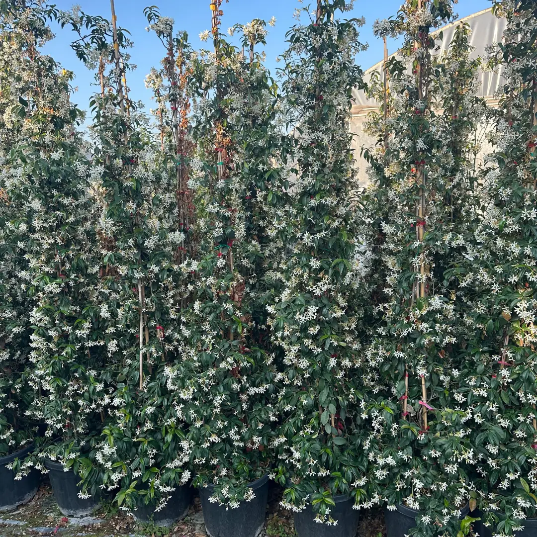 Arap Yasemini 200-210 cm L Form (3'lü Ekim, Ekstra Dolgun)