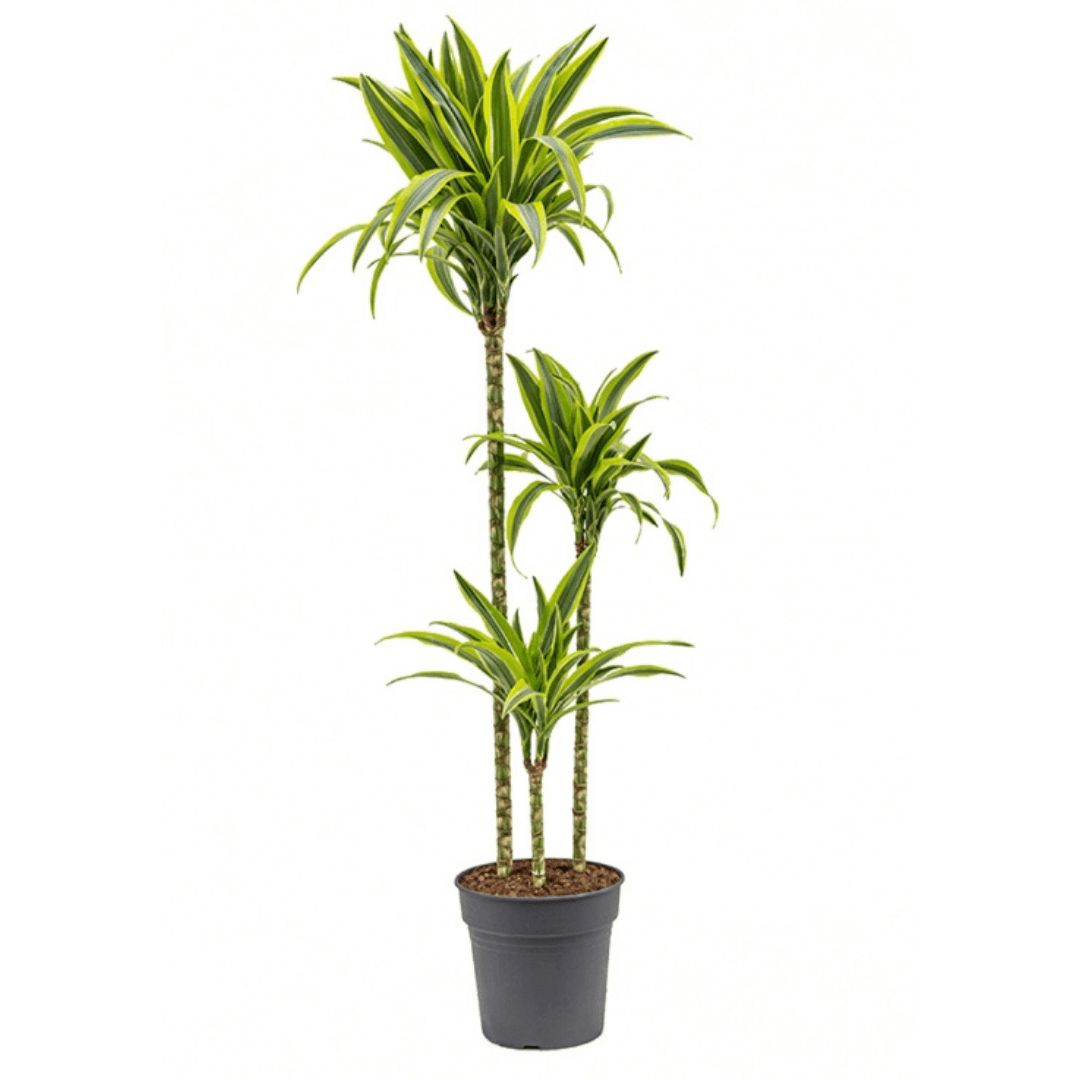 Dracaena Dremensis Lemon Lime 3 Gövdeli 130-140 cm