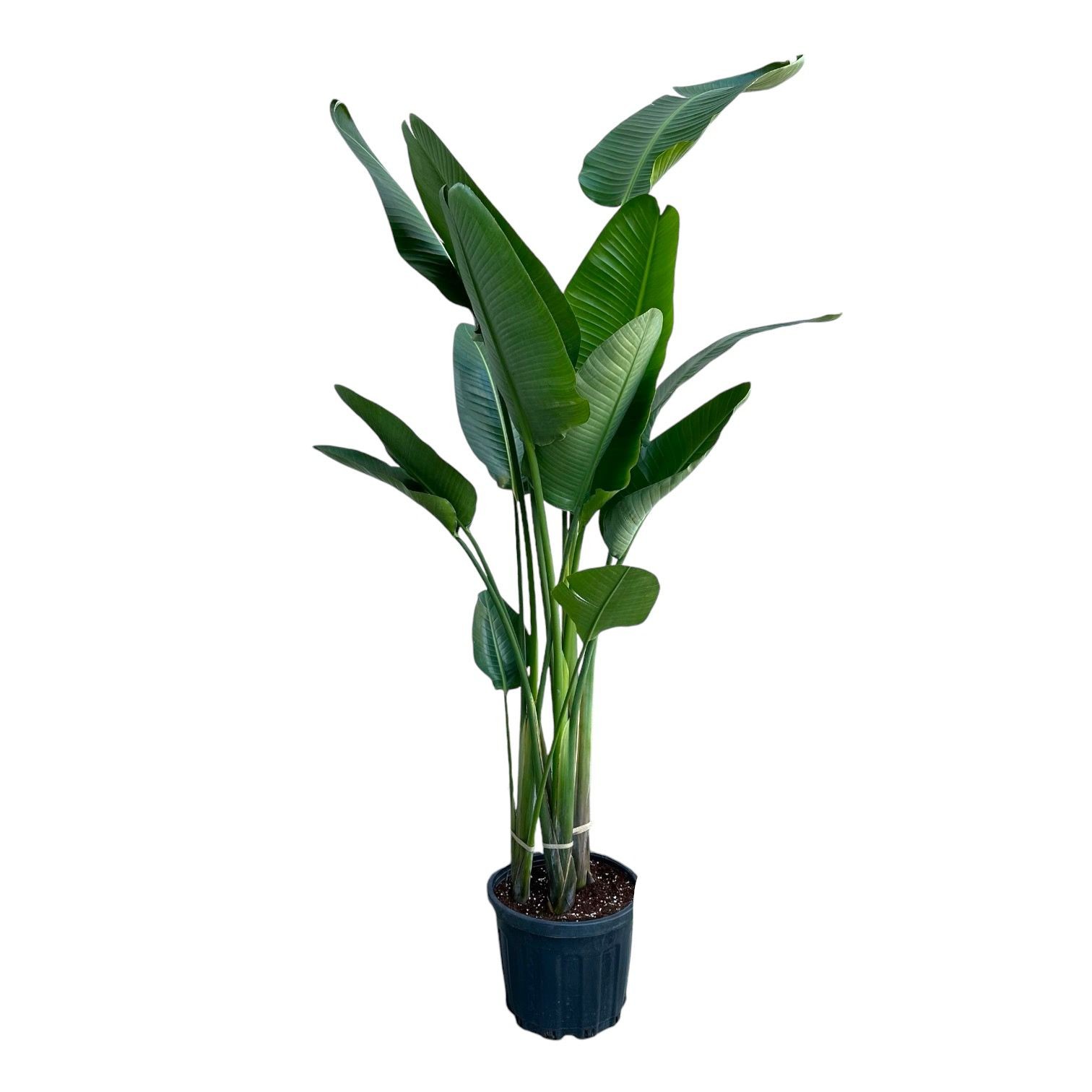 Starliçe (Strelitzia Nicolai) 240-250 cm Üç Gövdeli Beyaz Cennet Kuşu