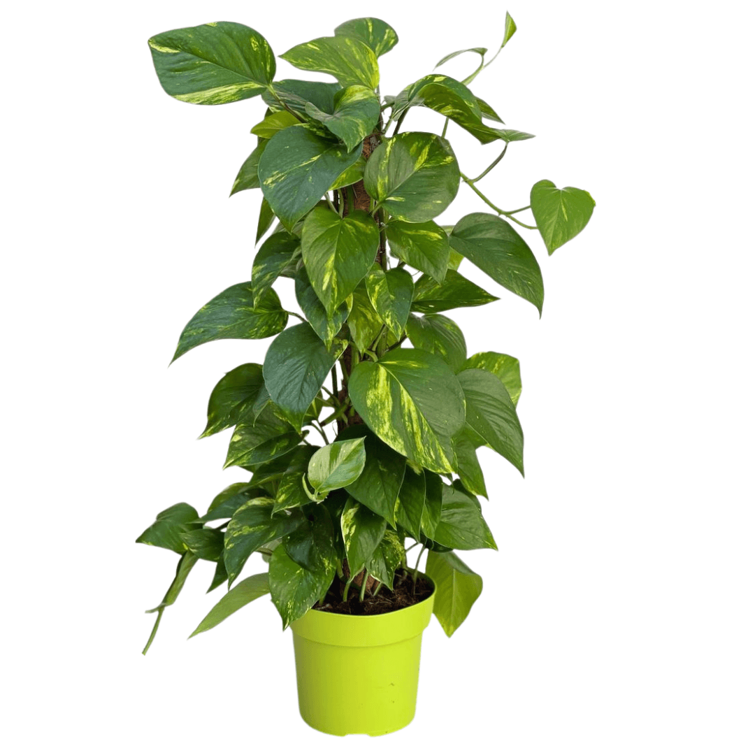 Yosun Çubuklu Pothos 100-110cm Salon Sarmaşığı -EPİPREMNUM AUREUM