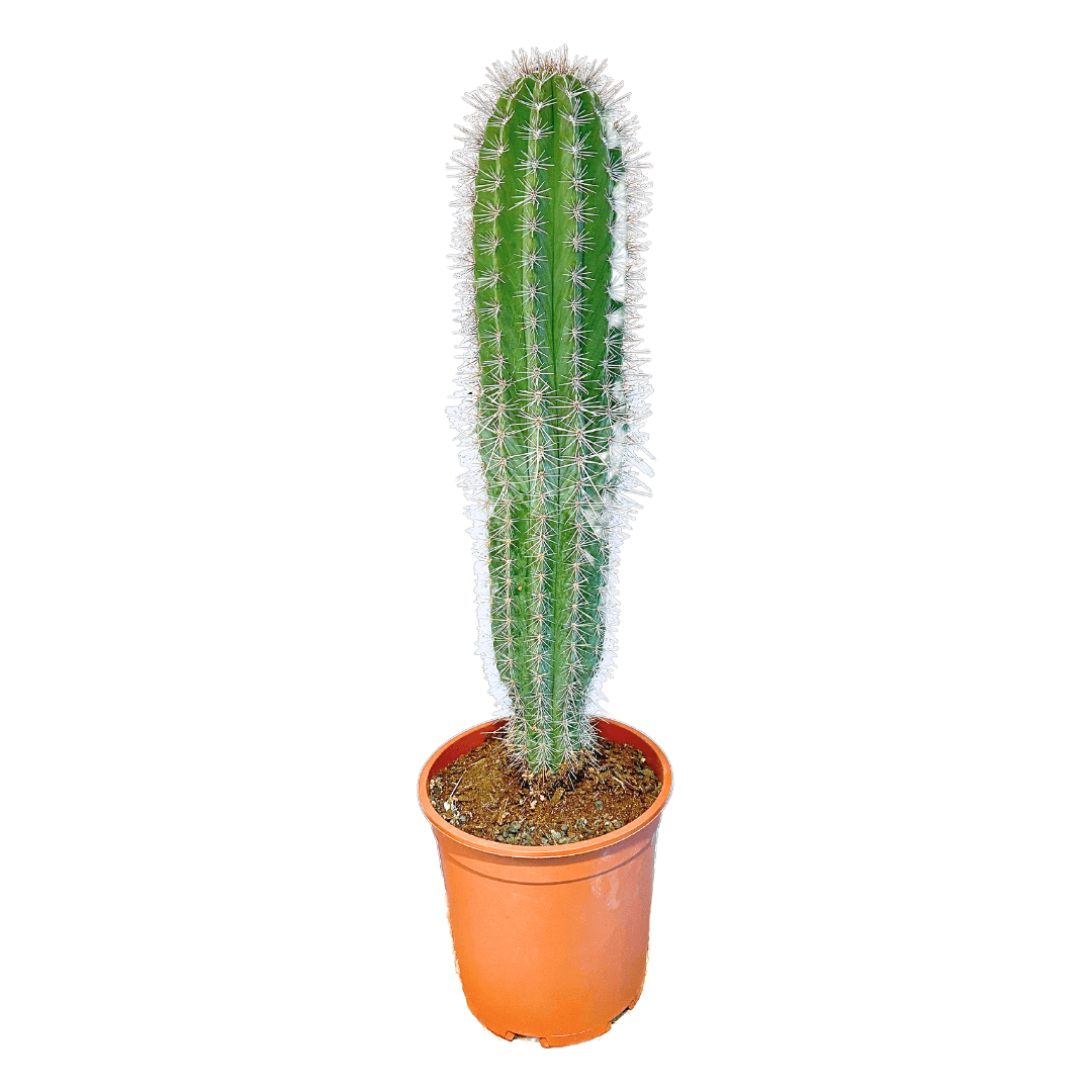 Pachycereus Pringlei XL (Beyaz Dikenli Kaktüs)