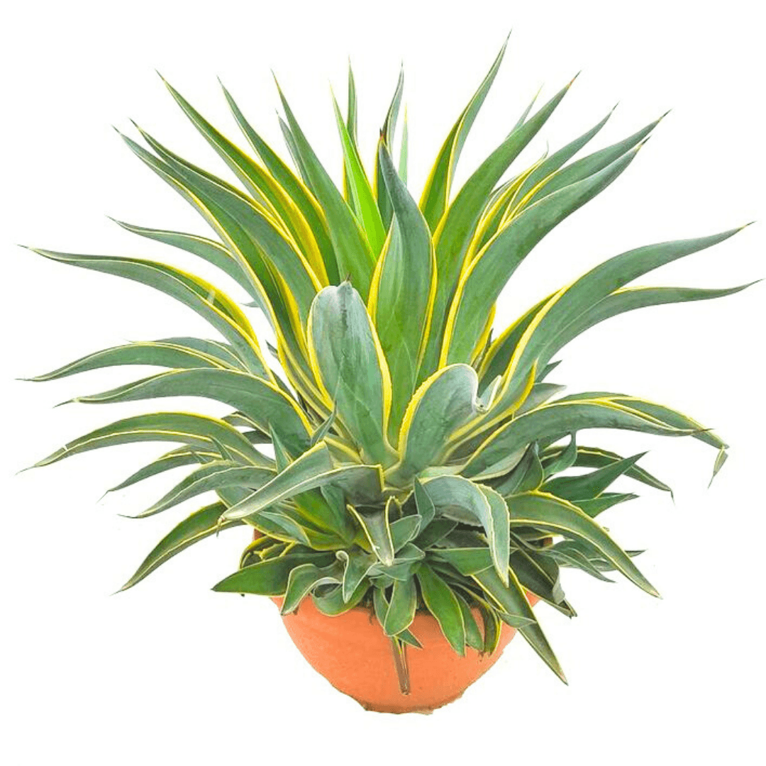 Agave Desmettiana Variegata (Agave Americana) Sabırlık Yüzyıl Bitkisi XL