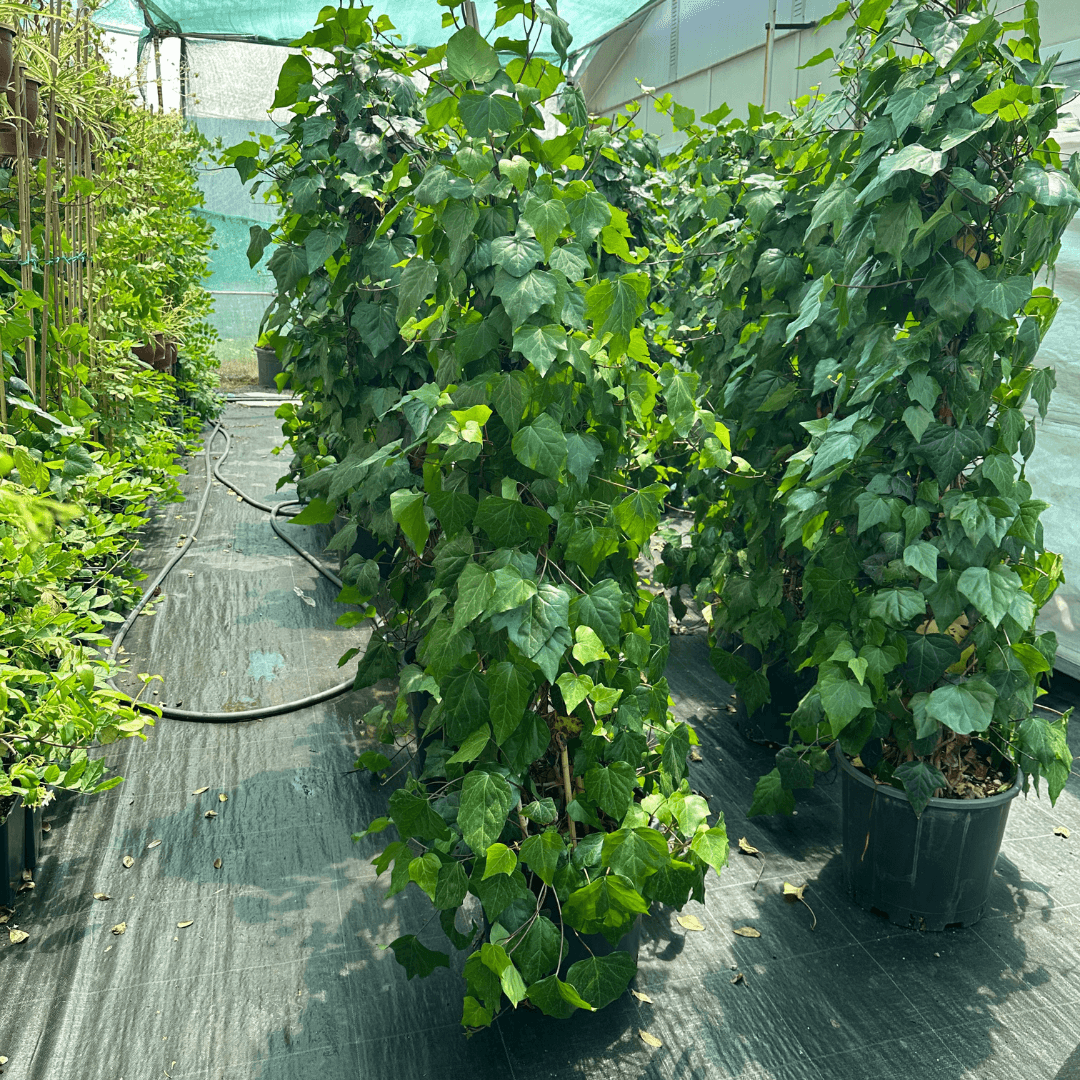 Hedera Helix Extra Dolu Form (Orman Sarmaşığı Çoklu Ekim)