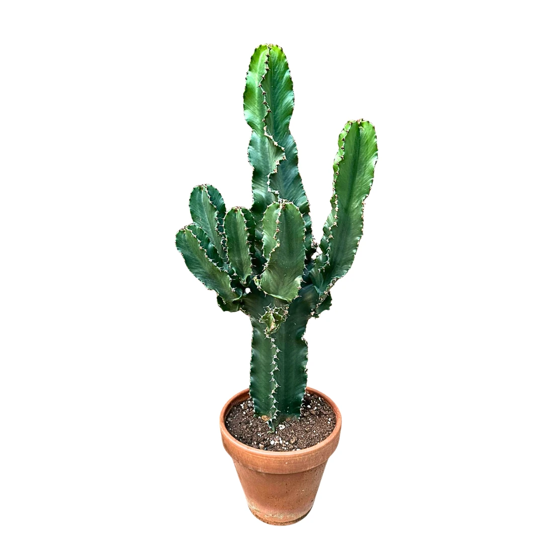 Euphorbia Ingens 90-100 cm Kovboy Kaktüsü