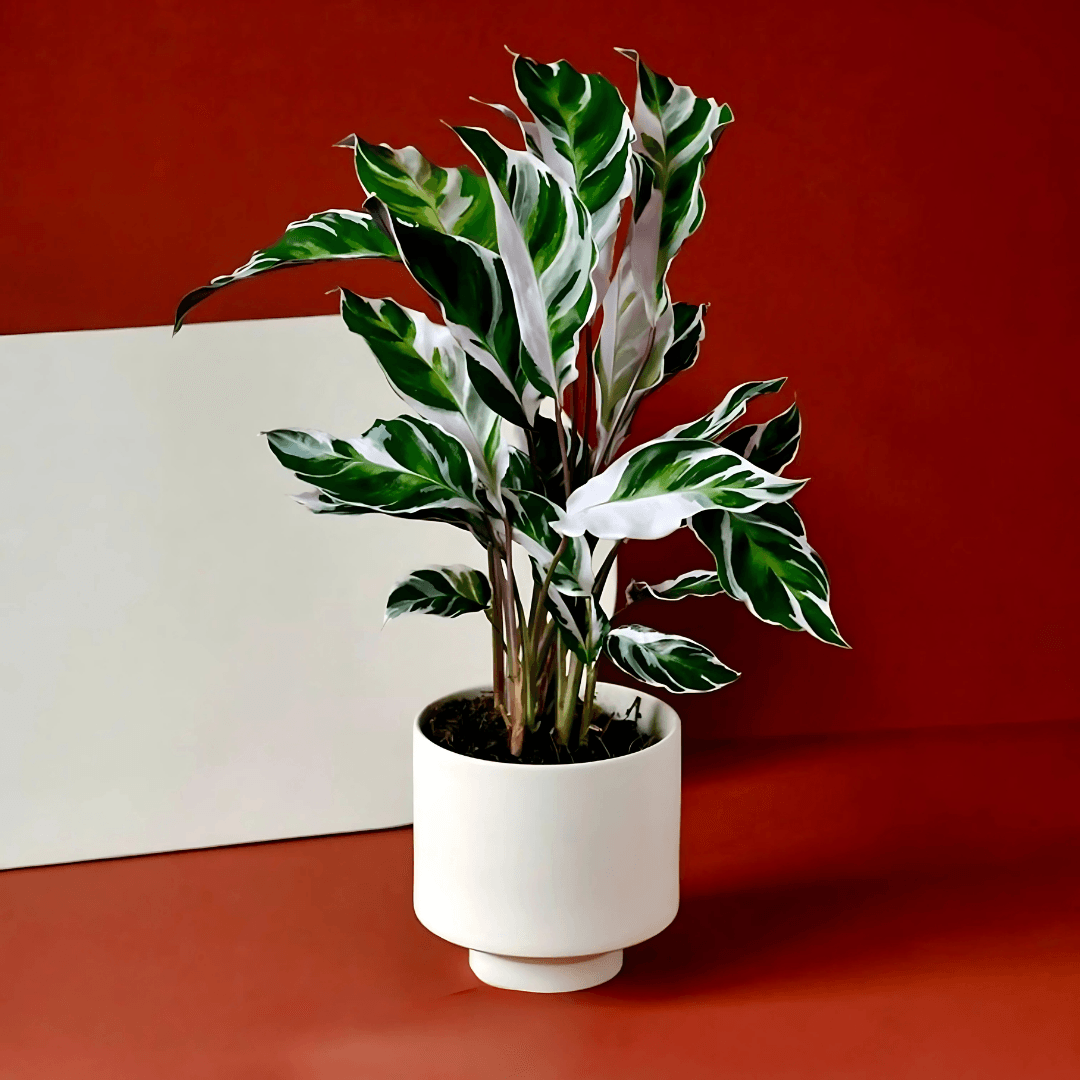Calathea White Fusion-Dua Çiçeği (Özel Tür)