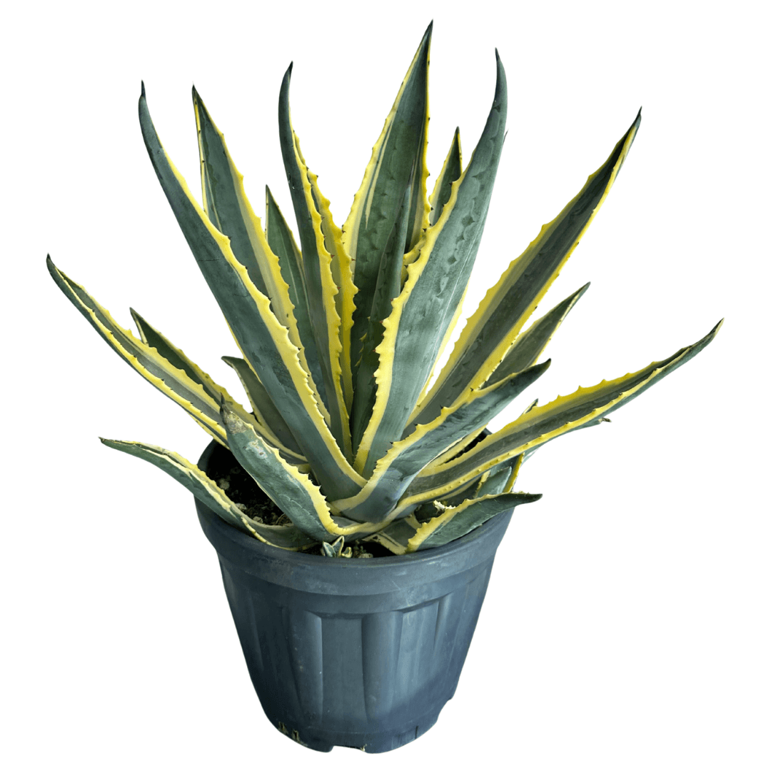 Agave Americana Marginata-Sabırlık Yüzyıl Bitkisi XL