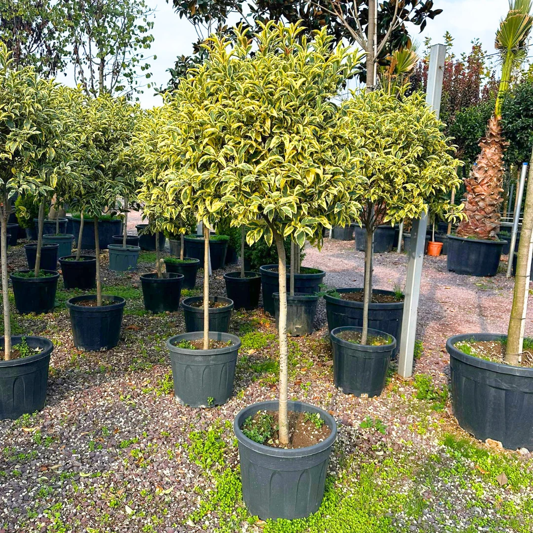 Ligustrum Japonicum Excelsum Superbum (Alacalı Yapraklı Japon Kurtbağrı)