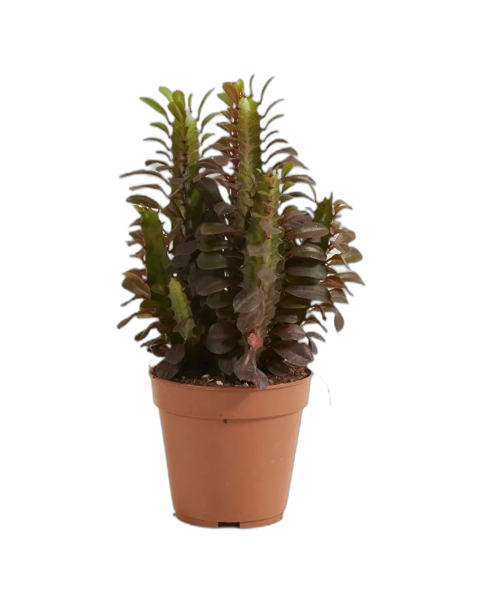 Euphorbia Trigona Rubra Kaktüs -Masa boy 