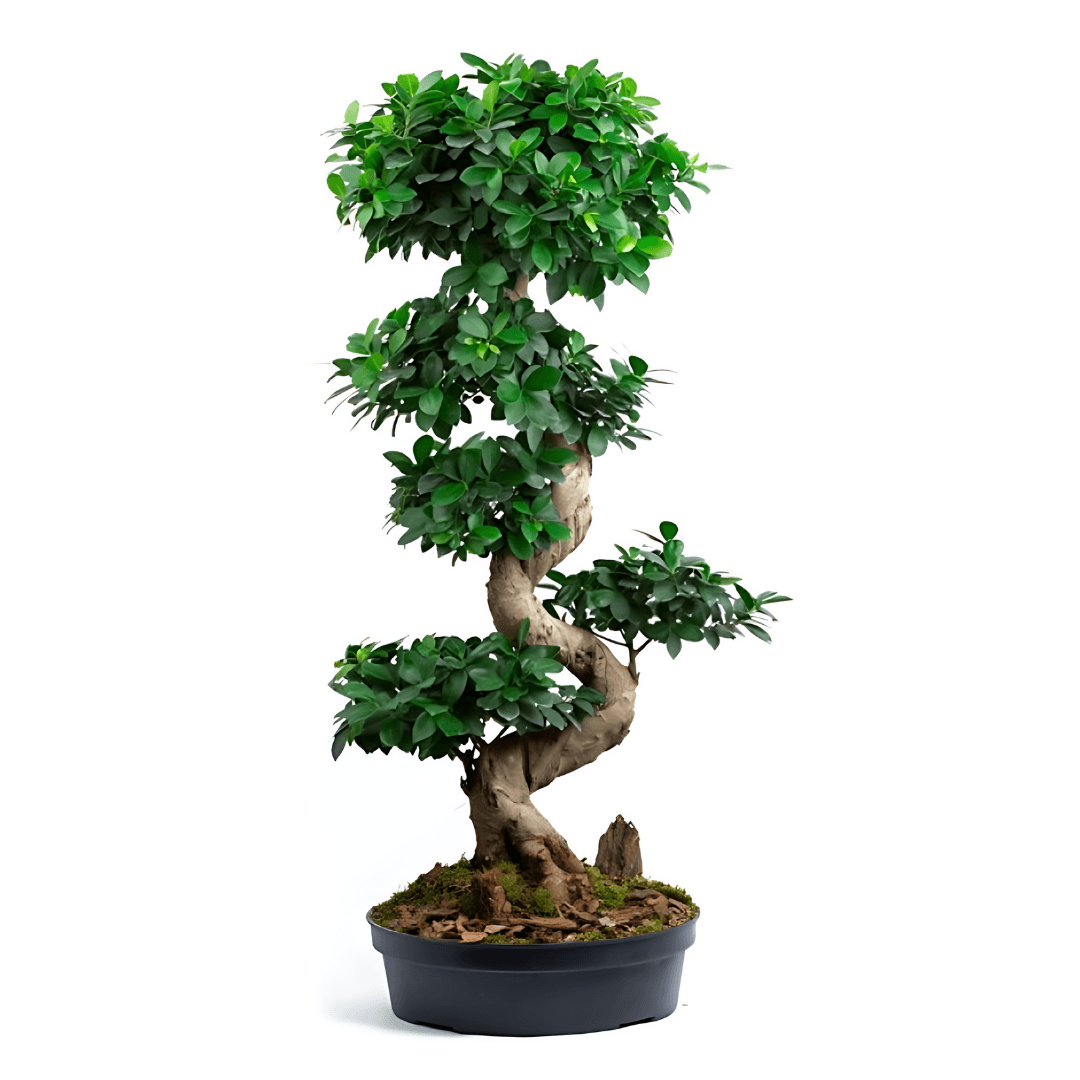 Bonsai Ficus S Shape 100-110 cm L