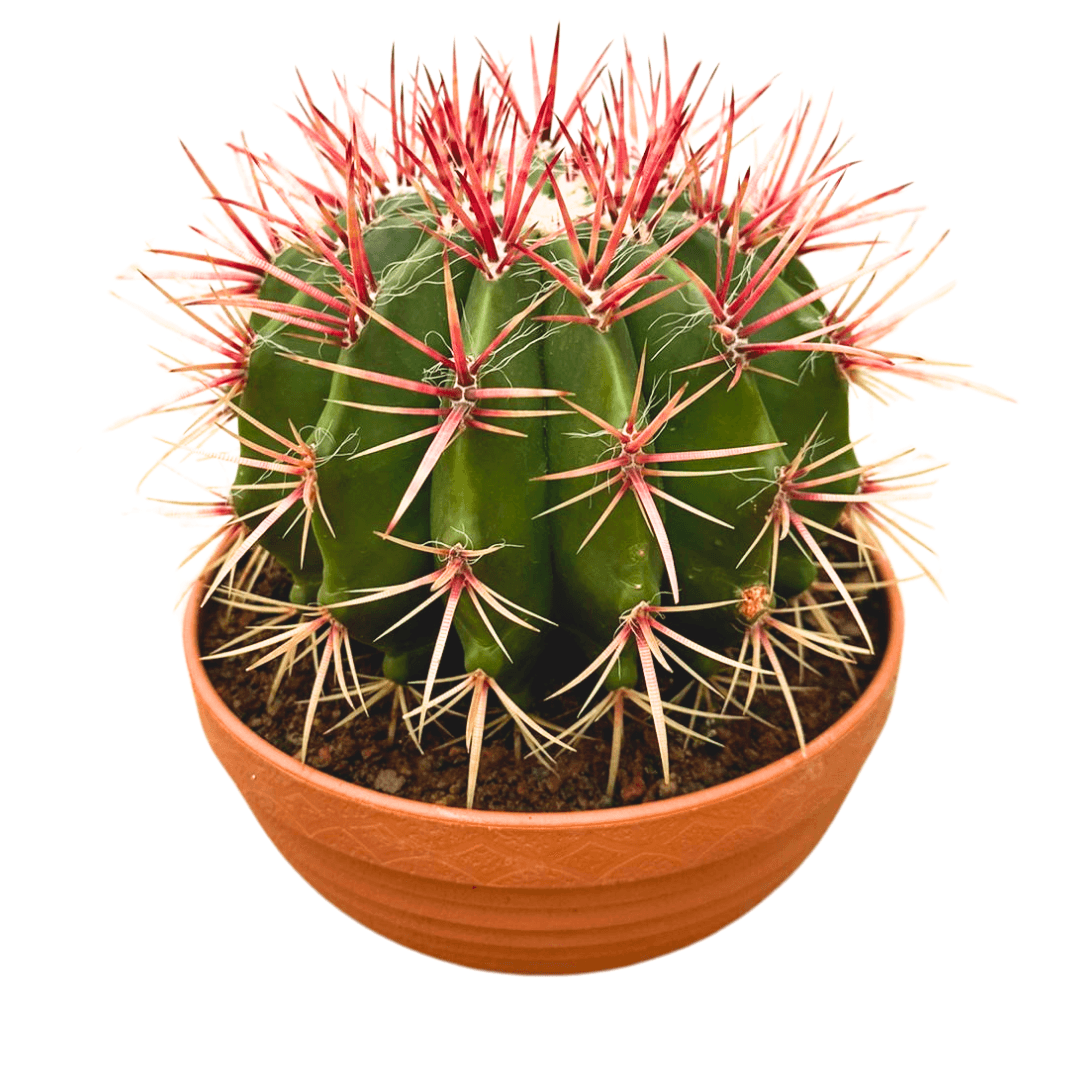 Ferocactus Latispinus 17 cm 