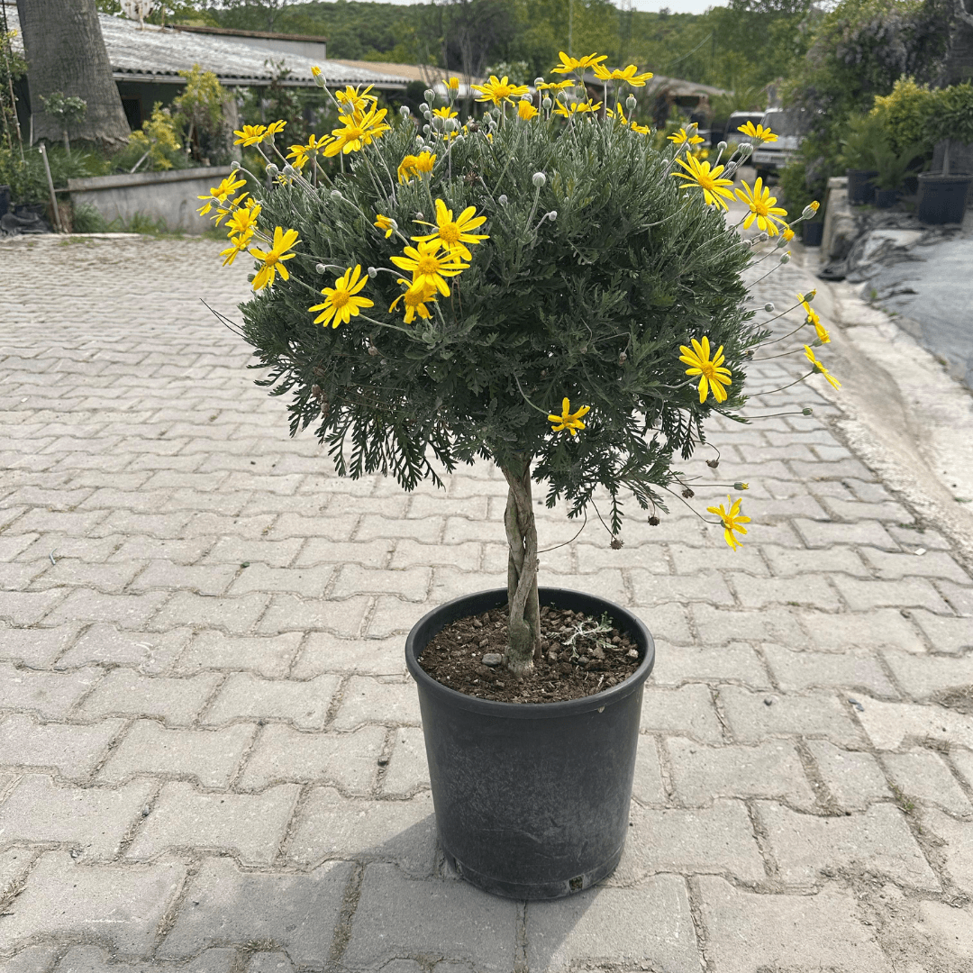 Europs Pectinatus 90-100 cm- Sarı Papatya