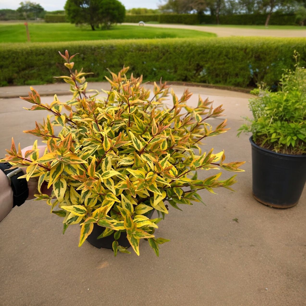 Abelia Grandiflora 'Kaleidoskope' (Sarı Alacalı Güzellik çalısı)