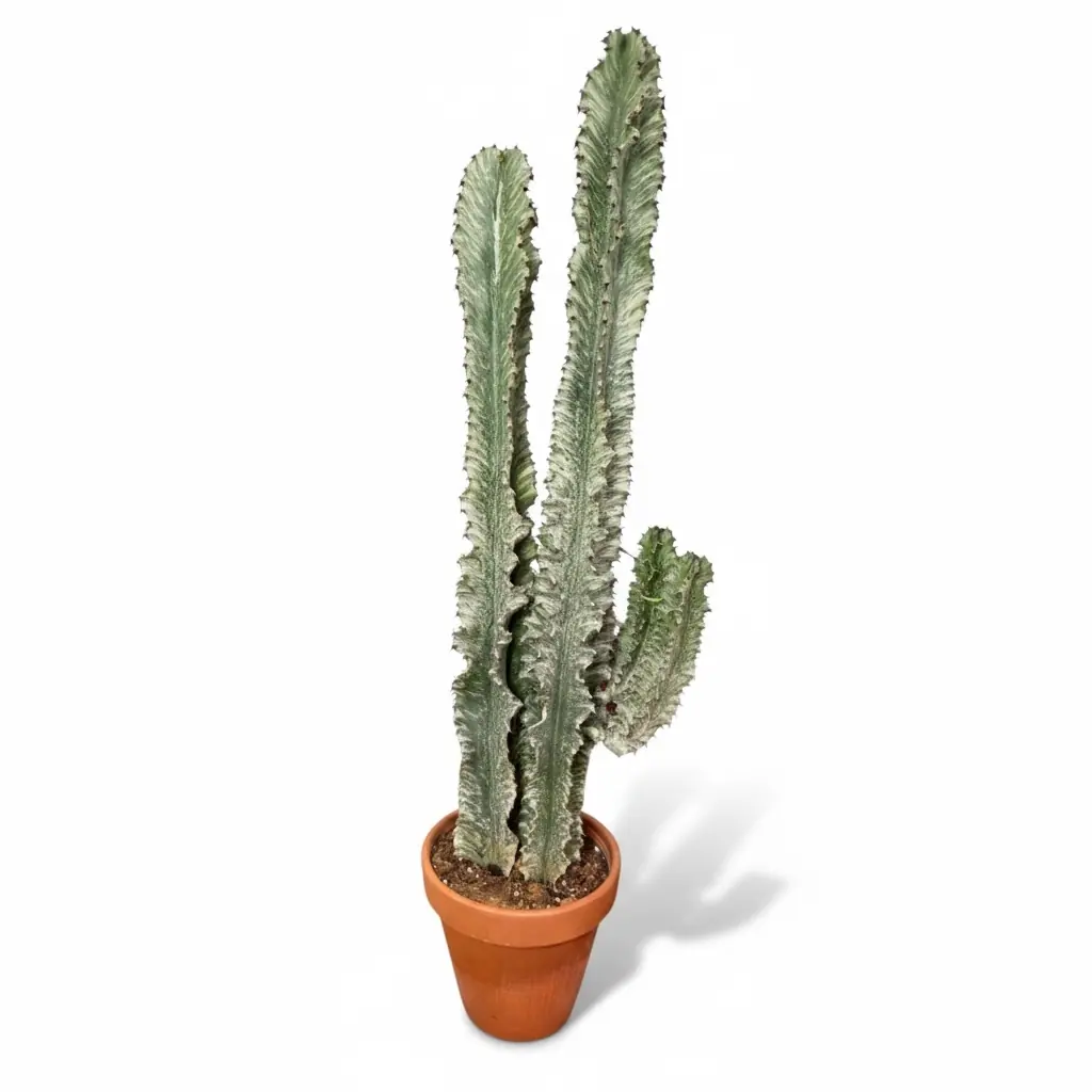 Euphorbia İngens Variegata Alacalı Kaktüs – (Afrika Süt Ağacı Çift