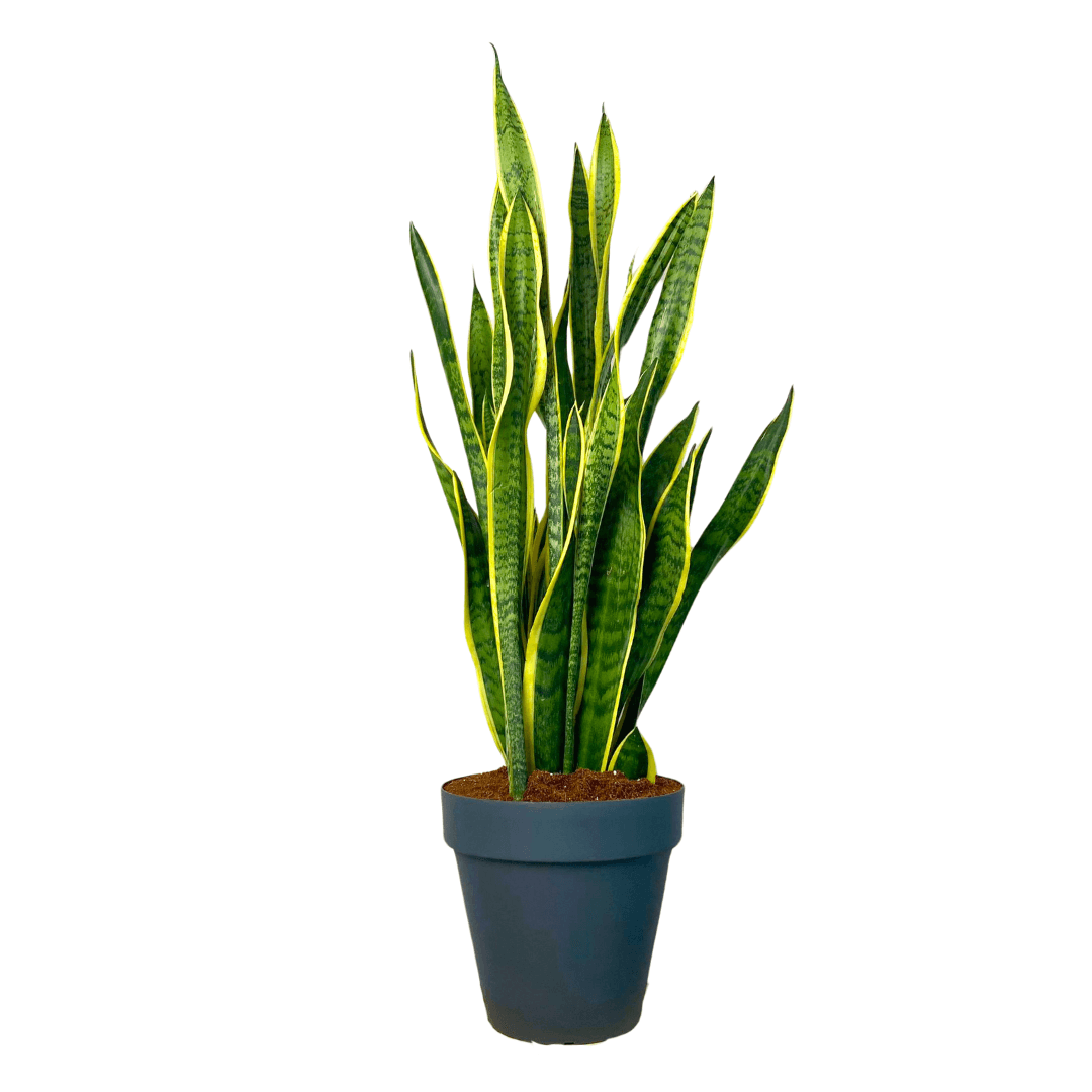 Sansevieria Trifasciata 70-80 cm Paşa Kılıcı-Kılıç Çiçeği-Peygamber Kılıcı XL