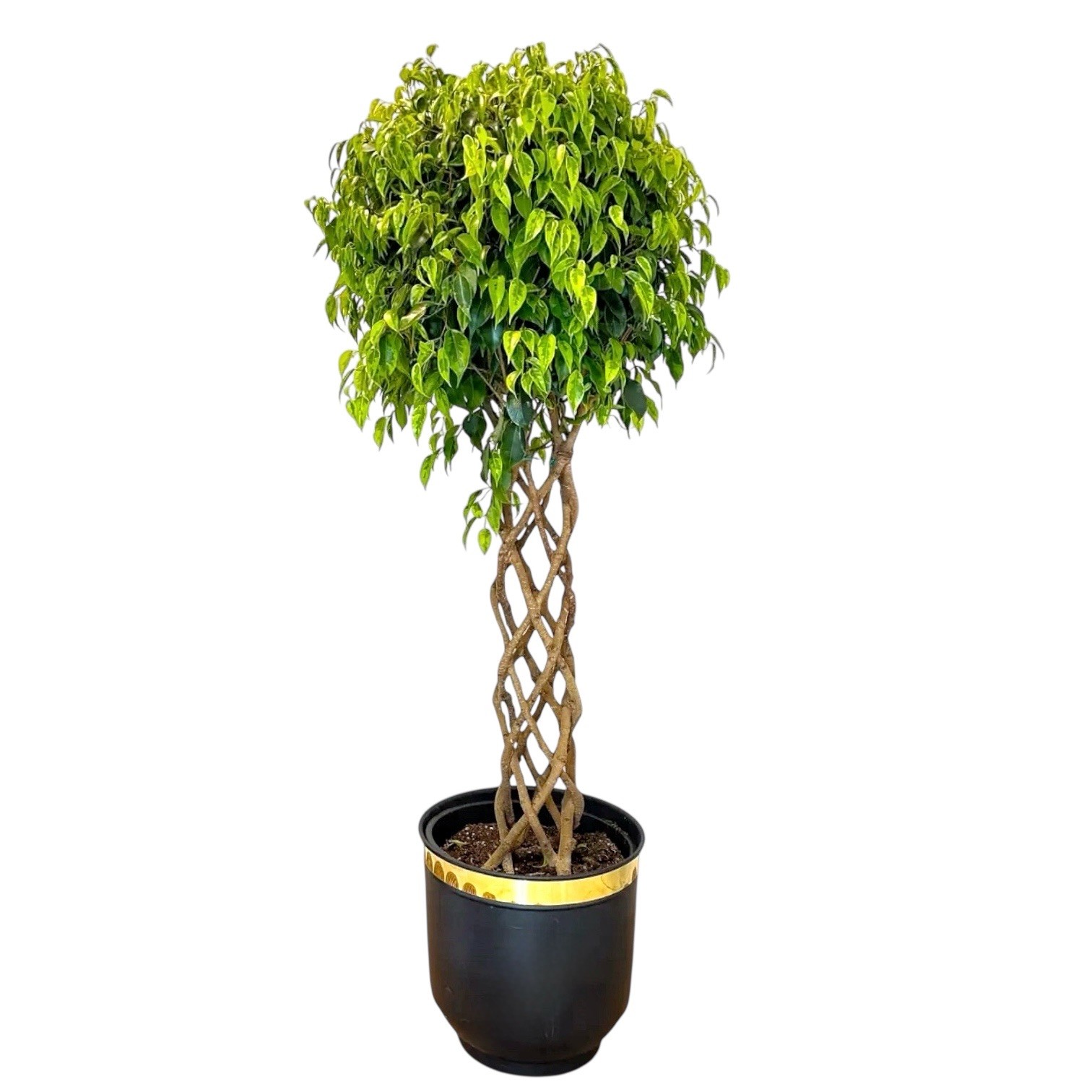 Örgülü Kafes Benjamin XL Ağlayan İncir Ağacı -Ficus Benjamin Anastasia 130-140 Cm