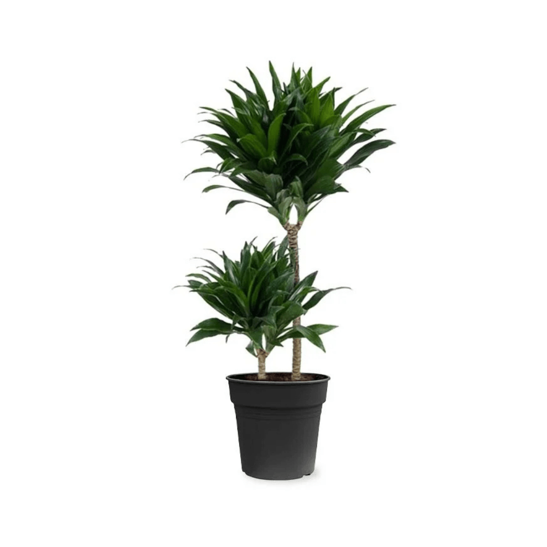 Dracaena Compacta 2 Gövdeli (2 Kollu 70-80 cm)