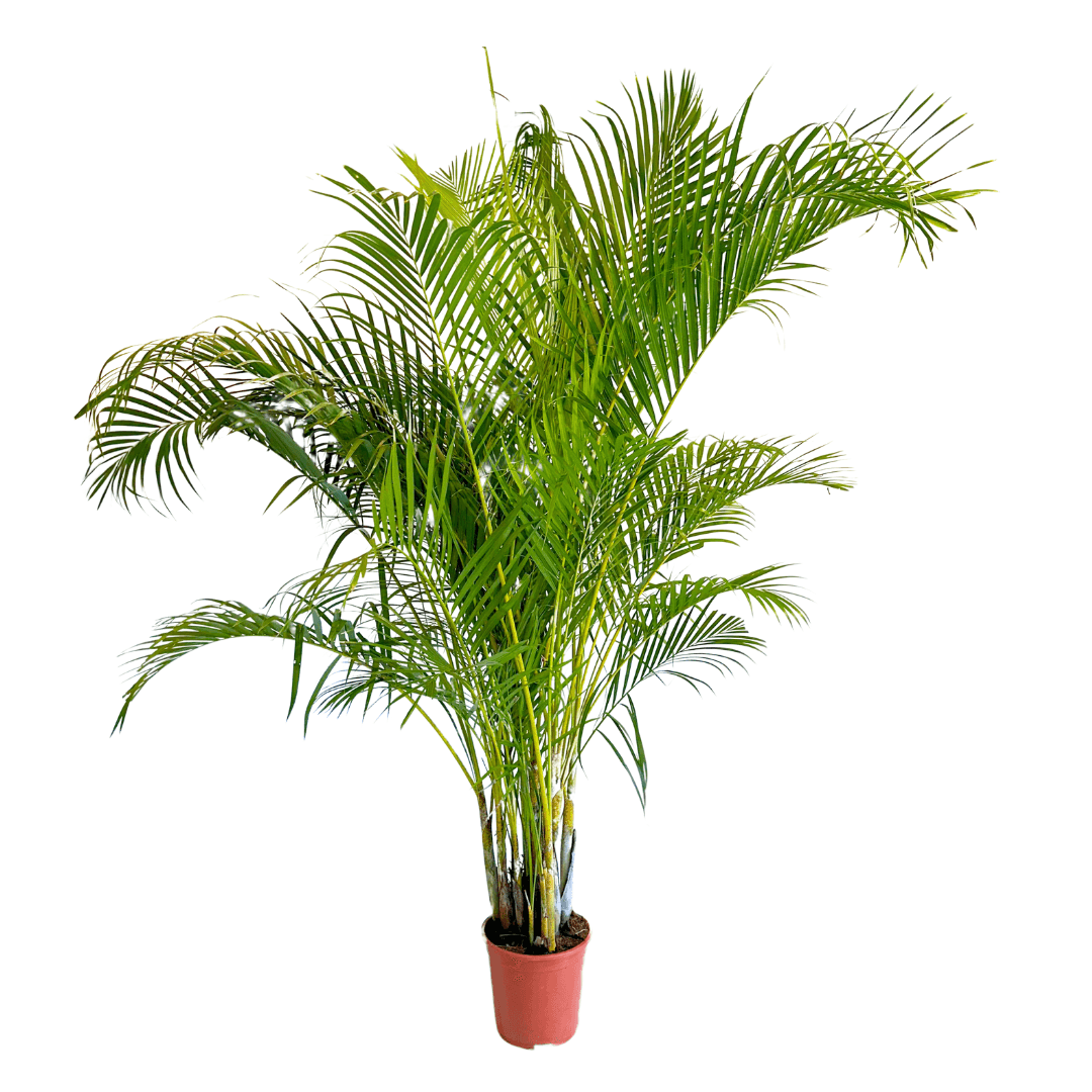 Areca (Areka) Palmiyesi 210-220 cm Dolgun Form İthal