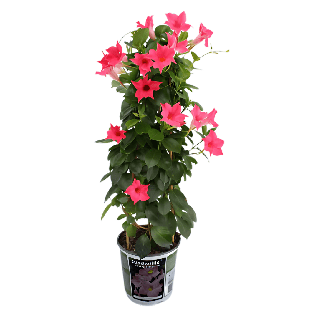 Mandevilla/Sandavilla Sarmaşık Kırmızı/Pembe