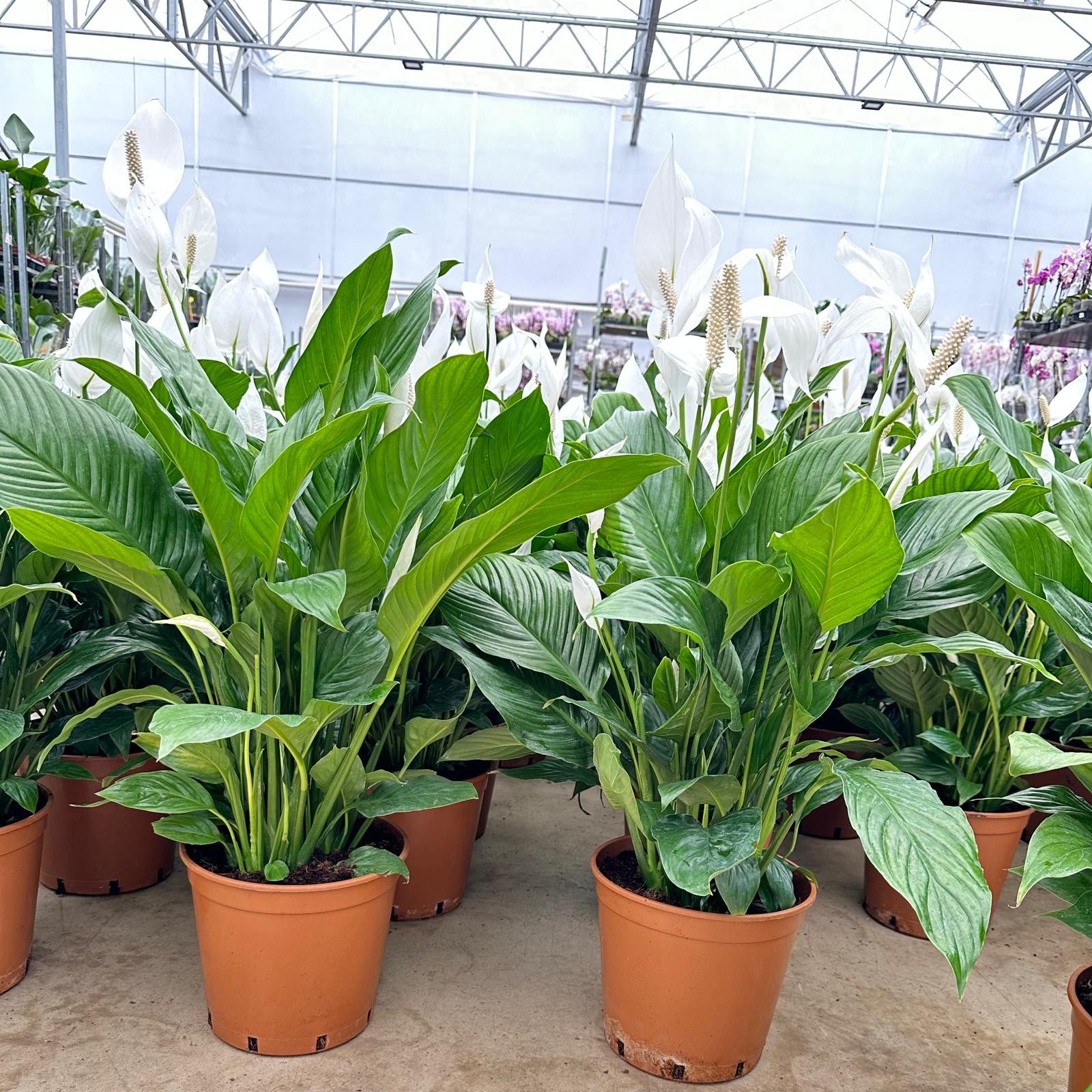 Barış Çiçeği 90-100 cm Spathiphyllum