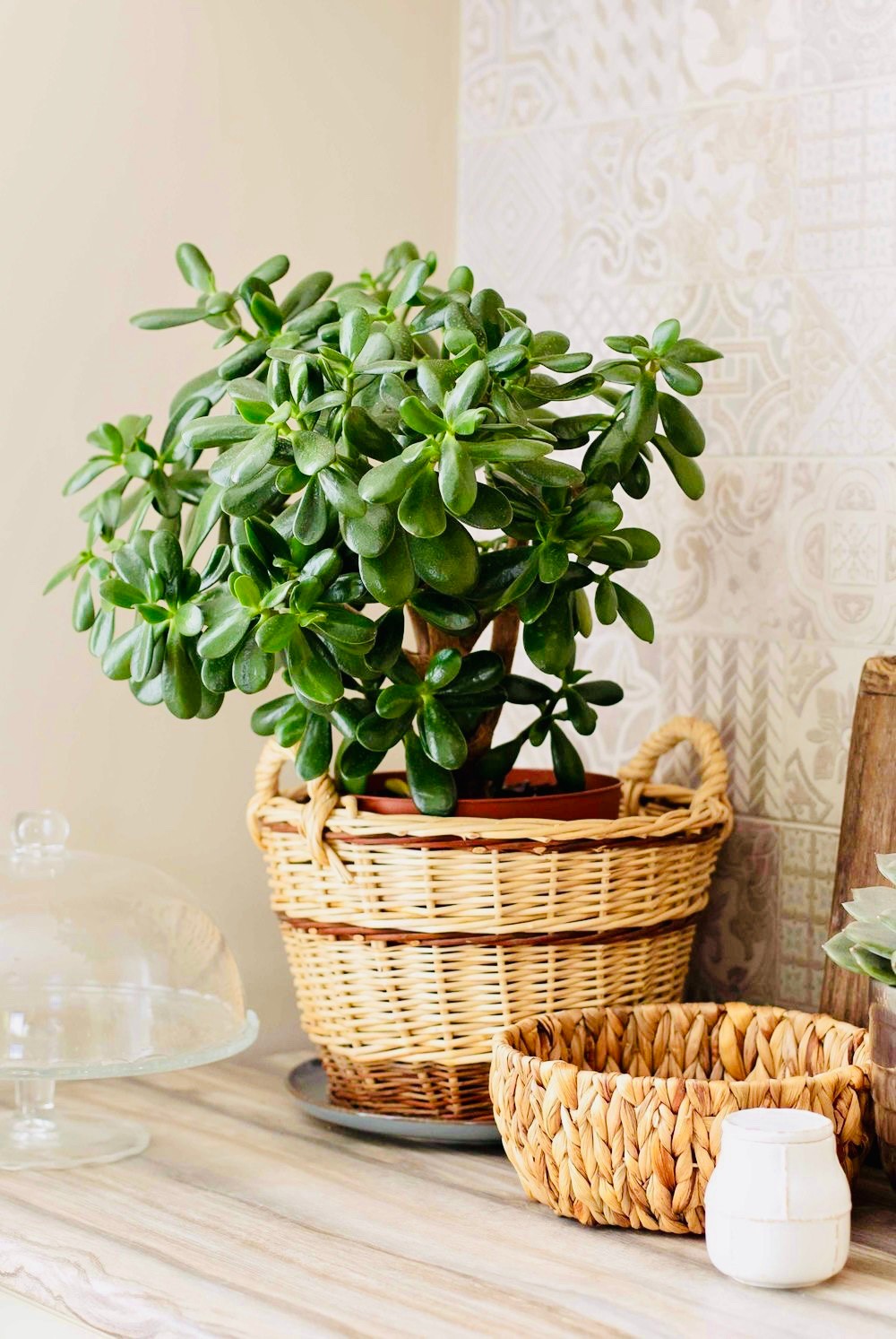 Crassula Ovata-Bereket Bitkisi 45-50 Cm