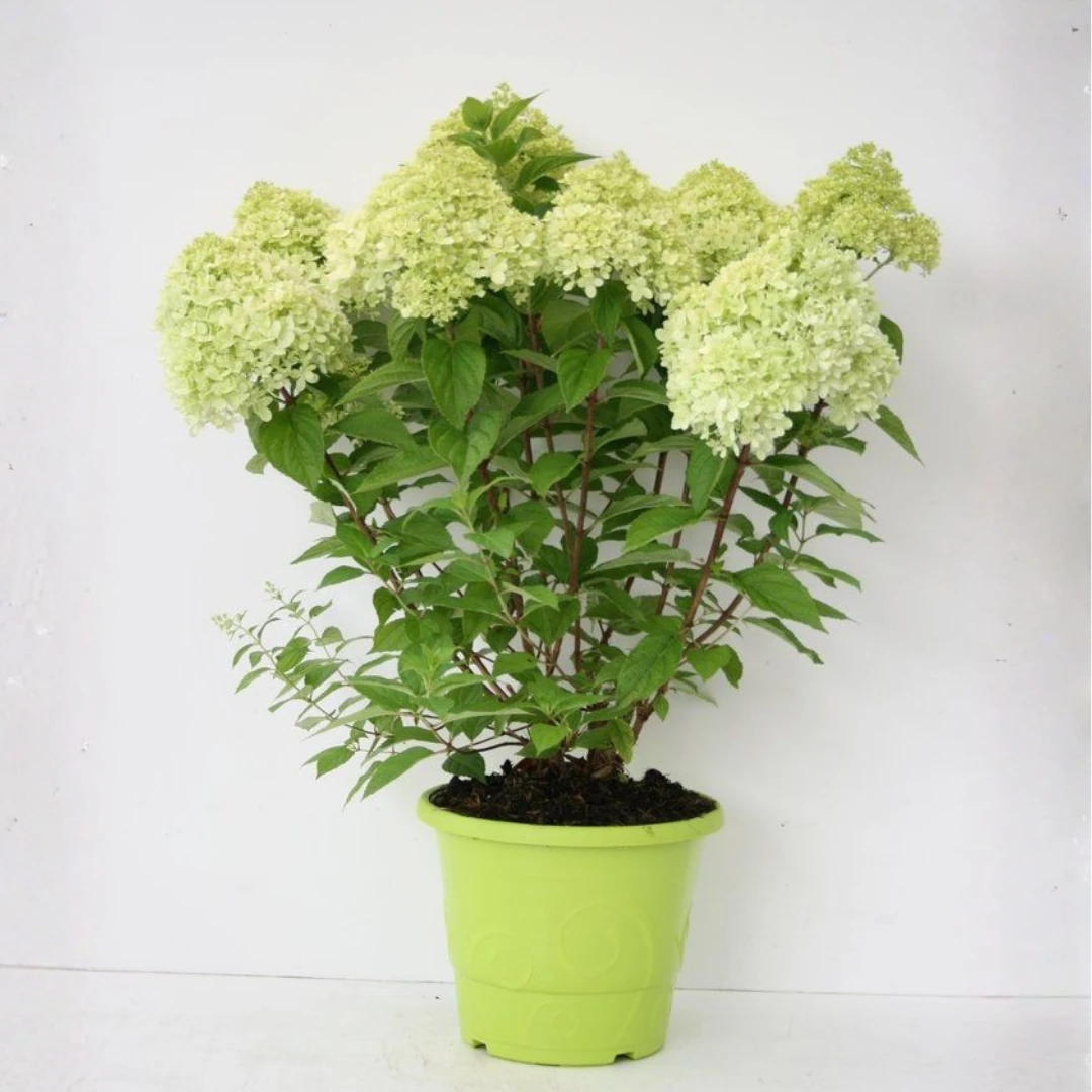 Yaz Ortancası Hydrangea Paniculata 'Limelight Prime'