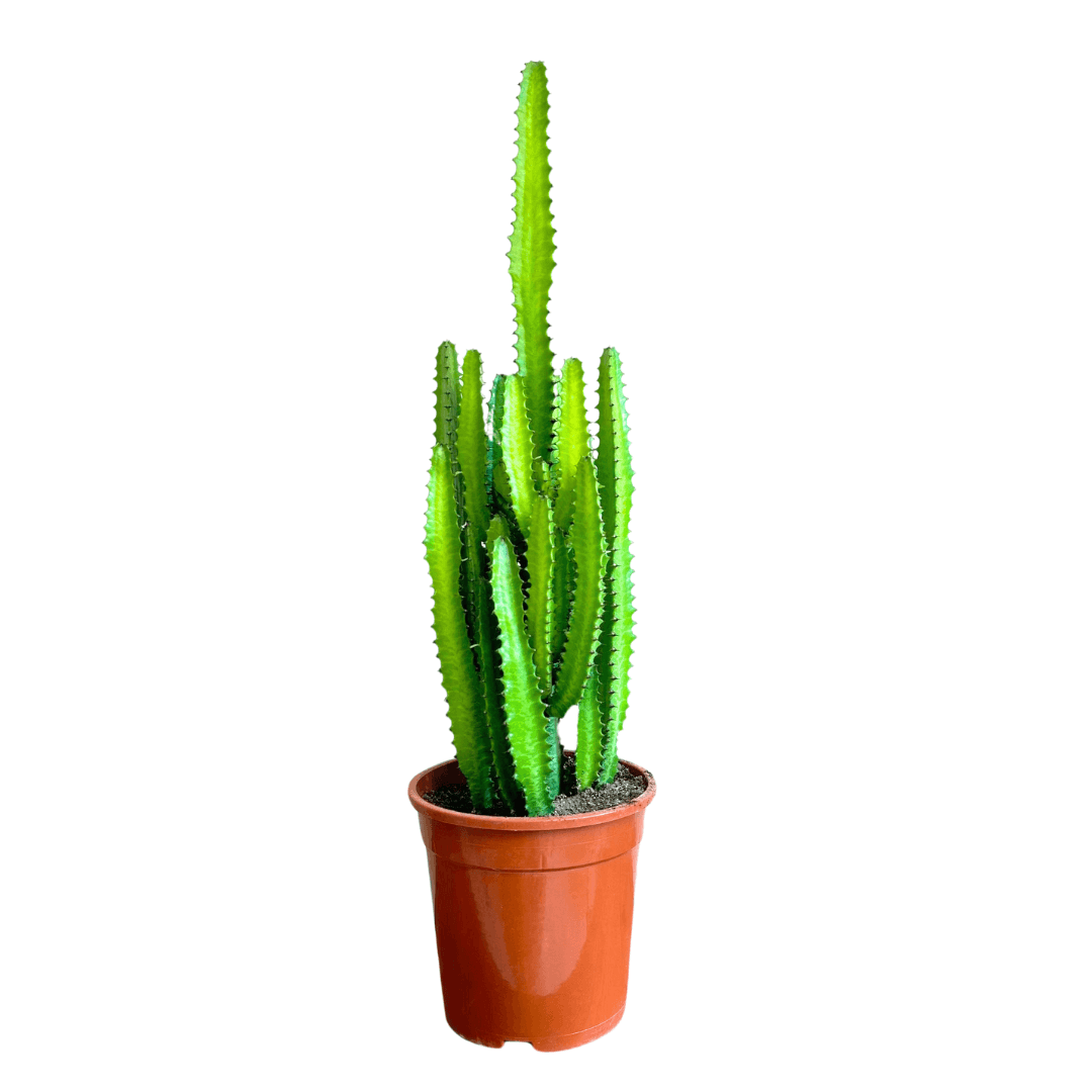 Euphorbia Trigona 80-90 Cm Kaktüs (İthal)