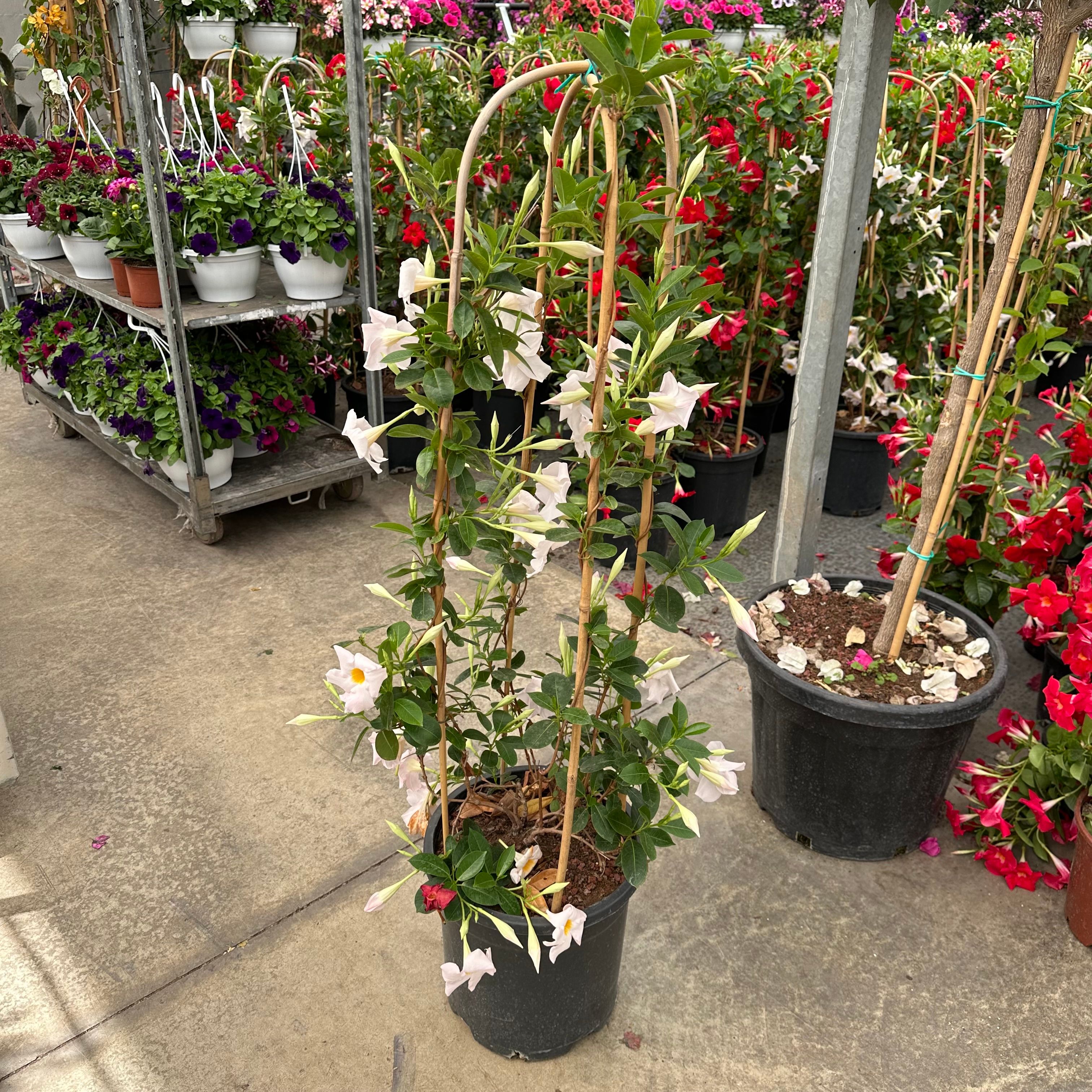 Mandevilla/Sandavilla Sarmaşık Beyaz Kafes Form 130-140 cm