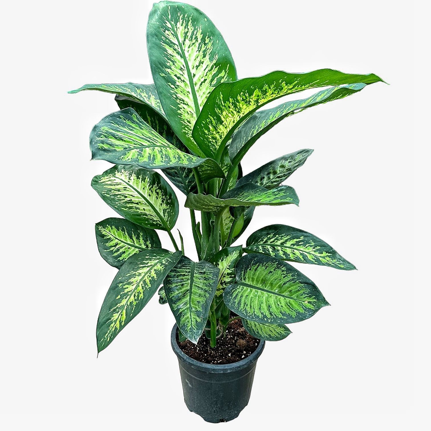 Dieffenbachia (Ağlayan Çiçek Dieffenbachia Tropik) 100 CM Dolgun