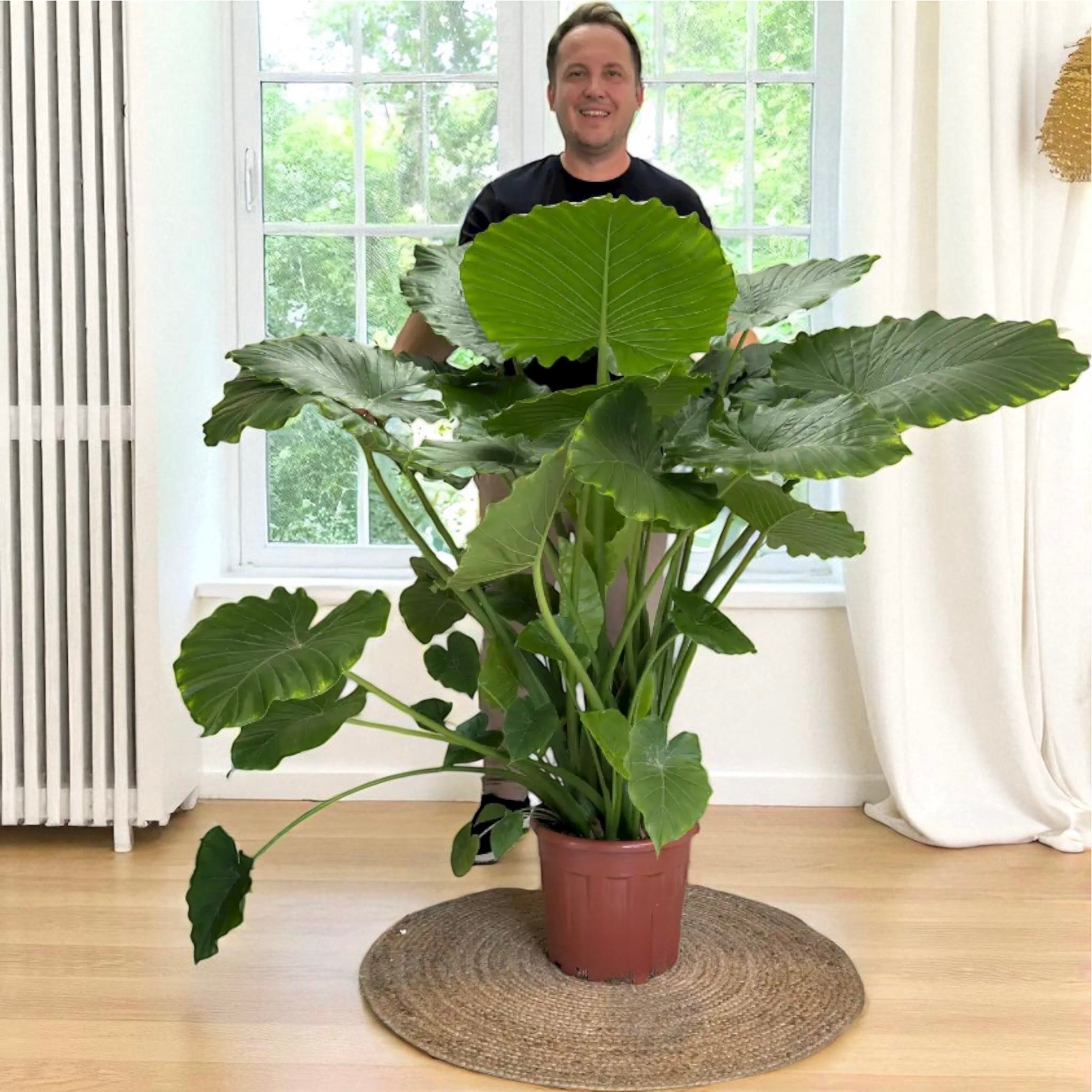Fil Kulağı Bitkisi XL- Alocasia Macrorrhizos 140-150 cm