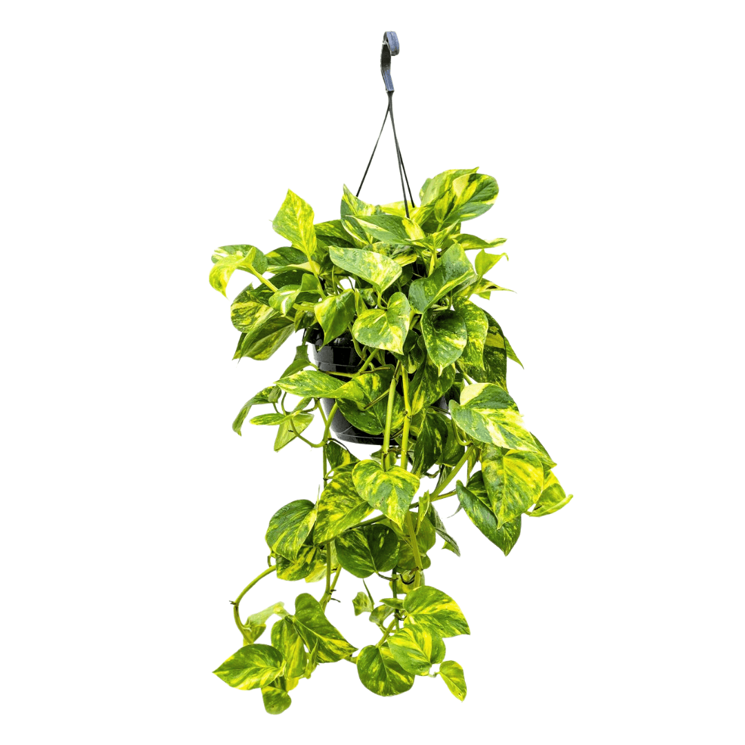 Pothos Golden Salon Sarmaşığı XL Makrome Saksıda