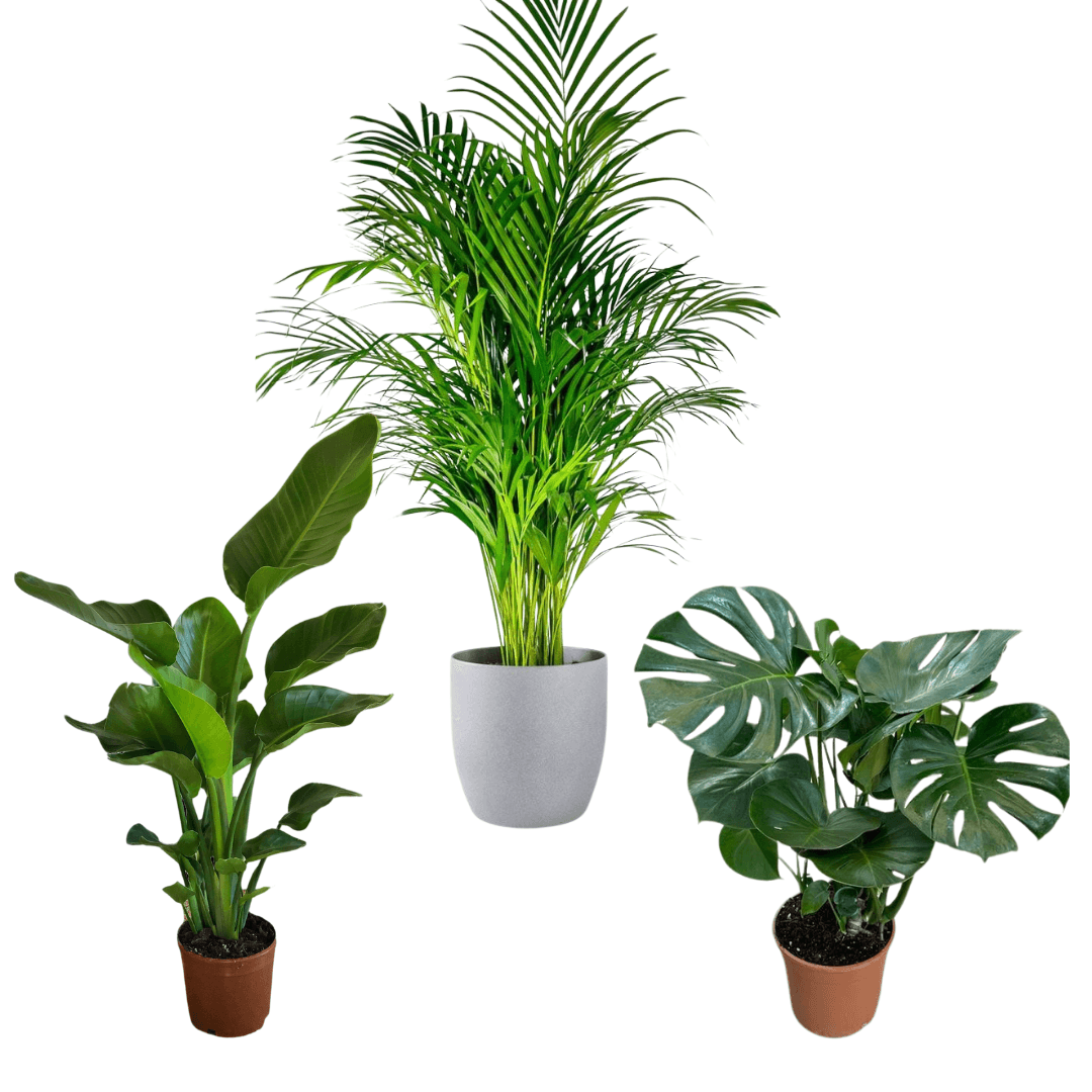 Üçlü Kampanya Set ( Areka, 3 Gövdeli Starliçe, Monstera)