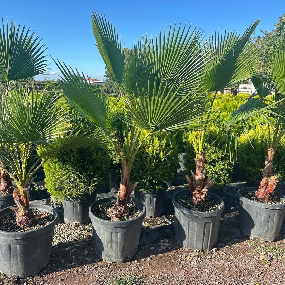 Washingtonia Robusta (Meksika Yelpaze Palmiyesi) 180-200 cm