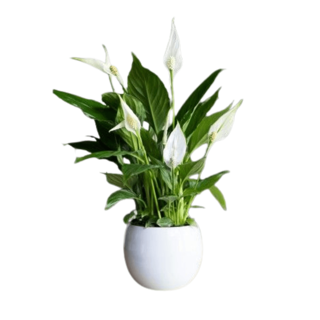 Barış Çiçeği 30-40 cm Spathiphyllum