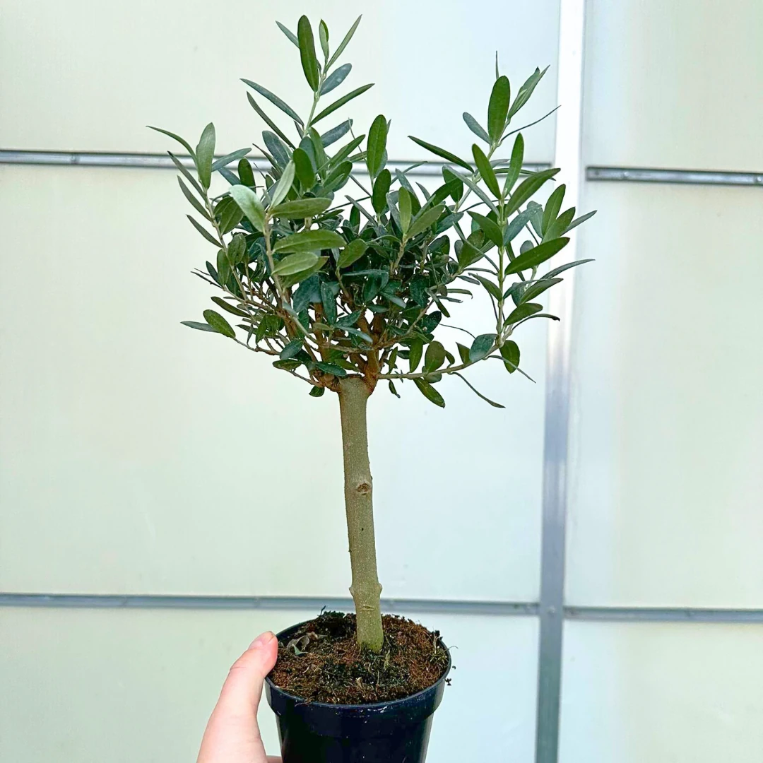 Zeytin Ağacı Küçük Bonsai 40-50 cm 